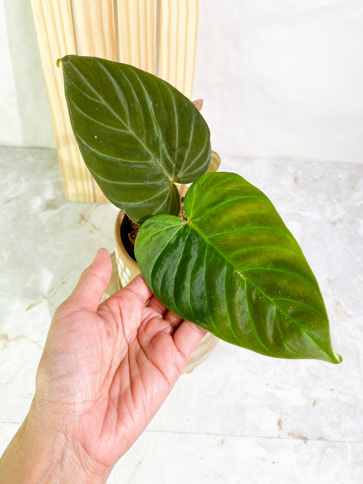 Rare: Philodendron verrucosum titanium unrooted with 1 sprout