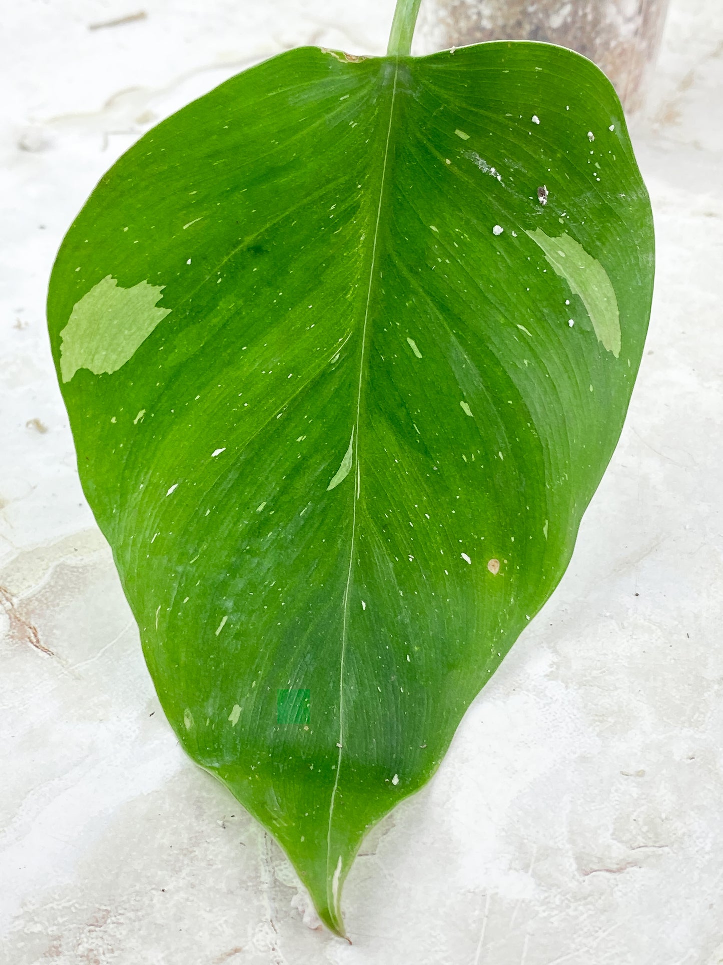 Philodendron White Princess 1 leaf Slightly Rooted