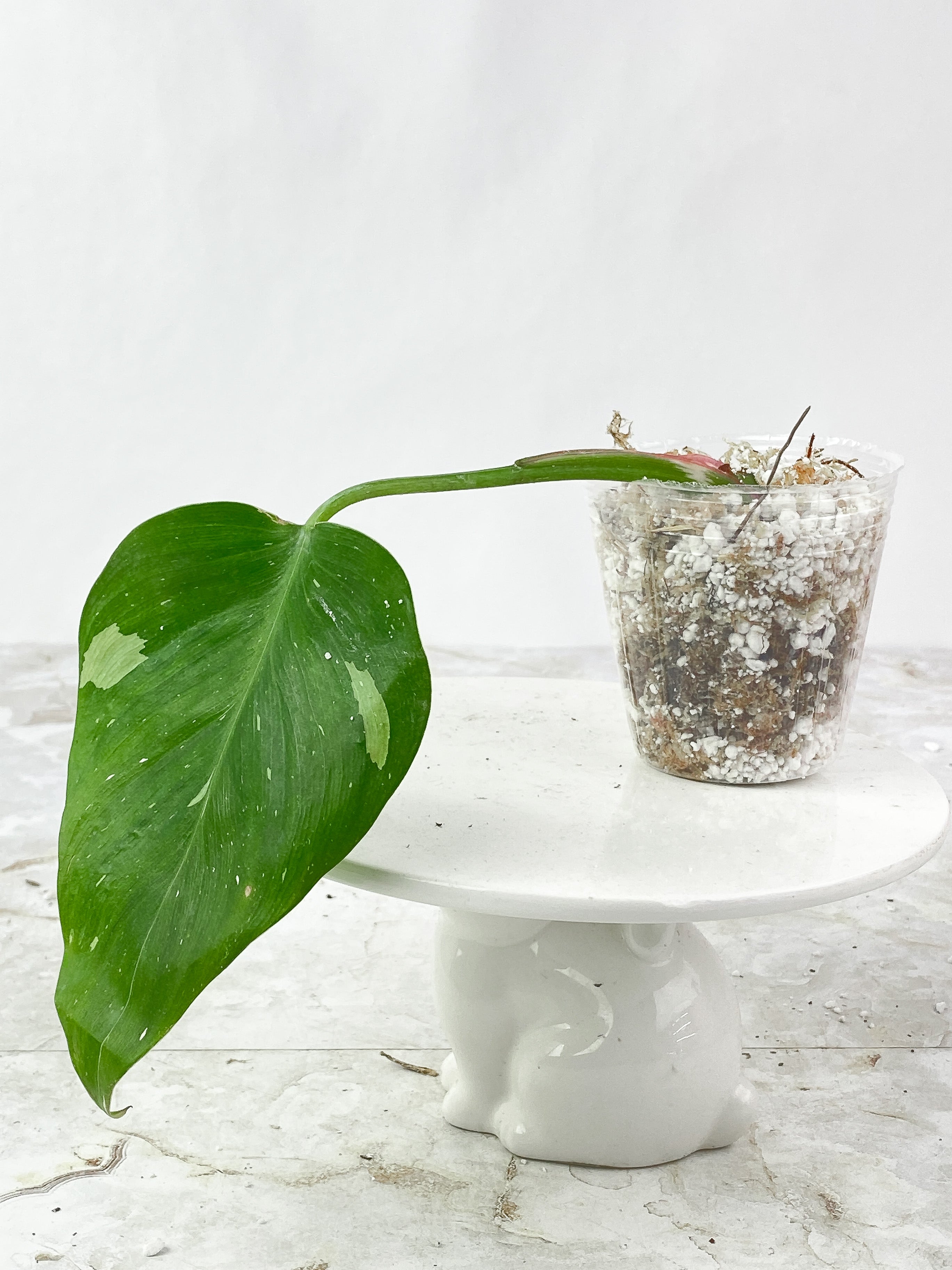 Philodendron White Princess 1 leaf Slightly Rooted