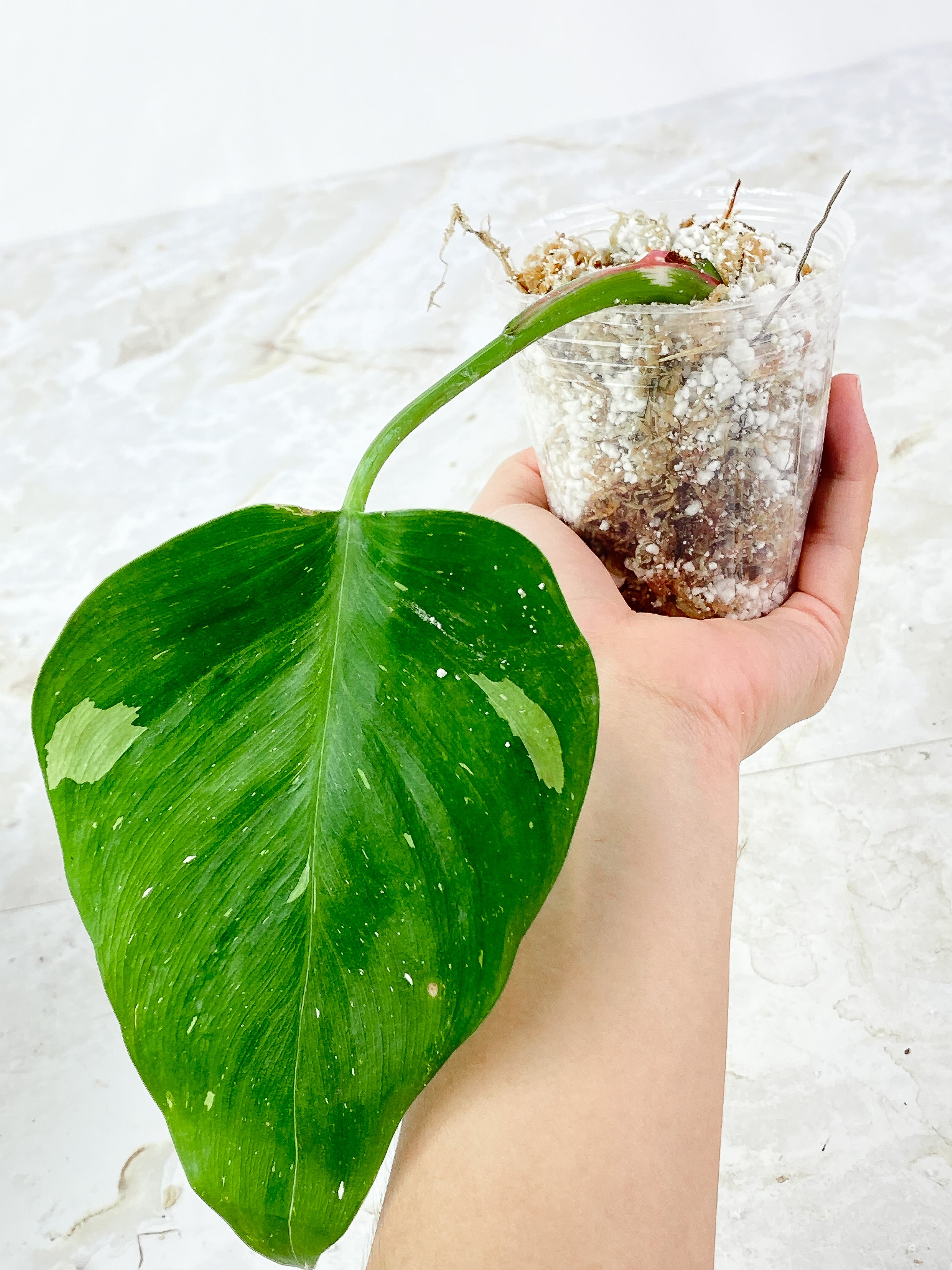 Philodendron White Princess 1 leaf Slightly Rooted