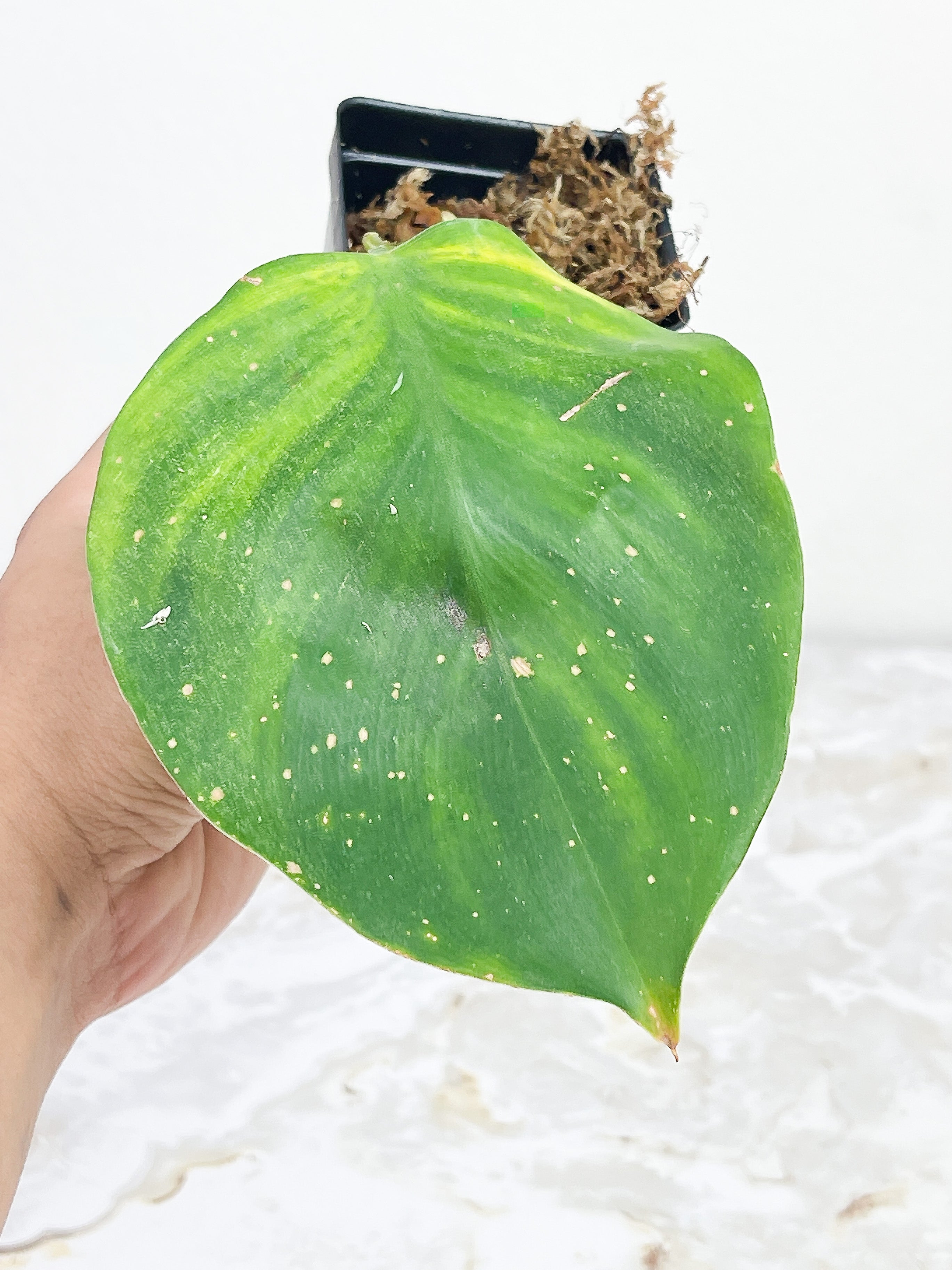 Philodendron White Knight rooting cutting