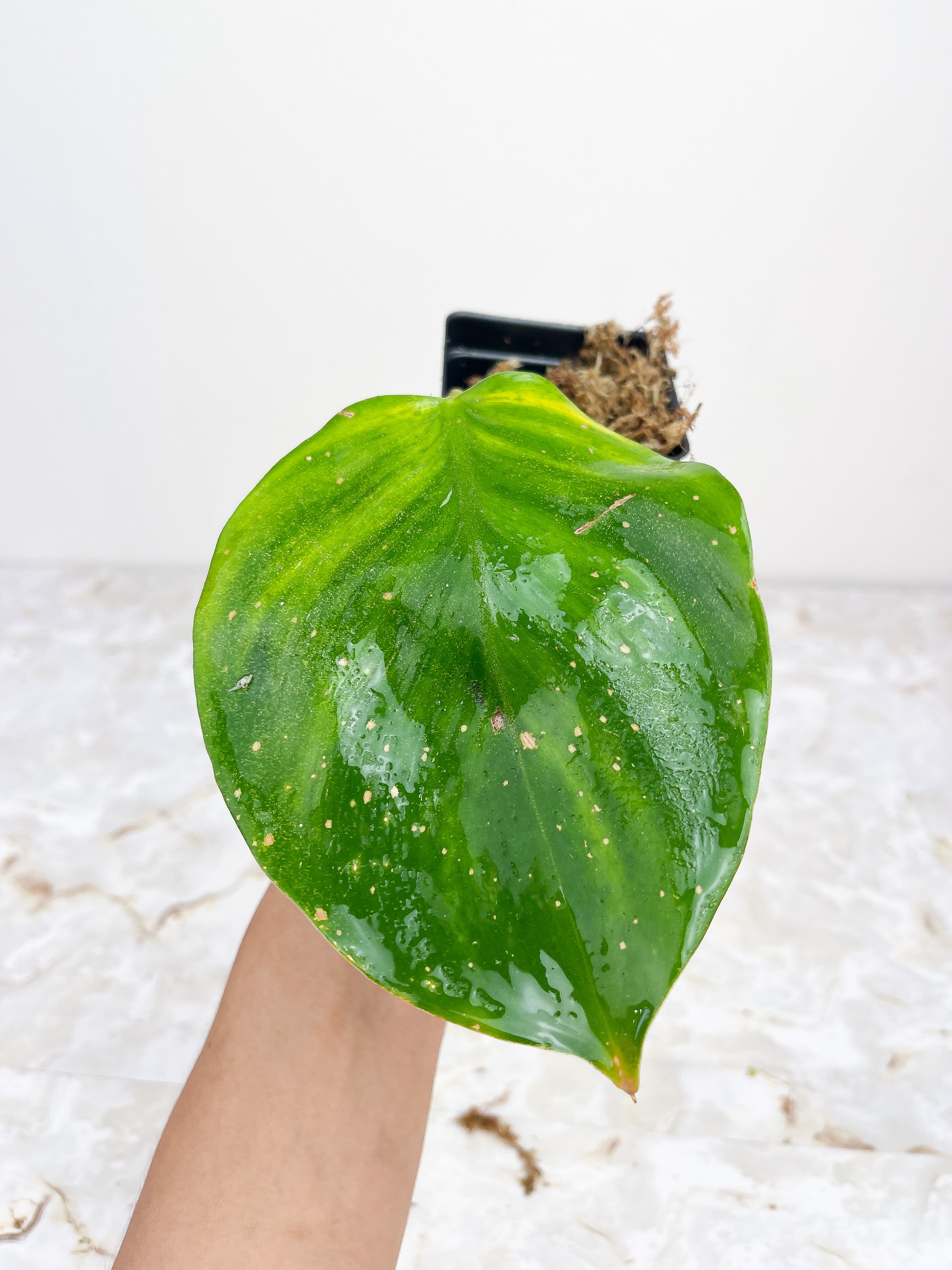 Philodendron White Knight rooting cutting