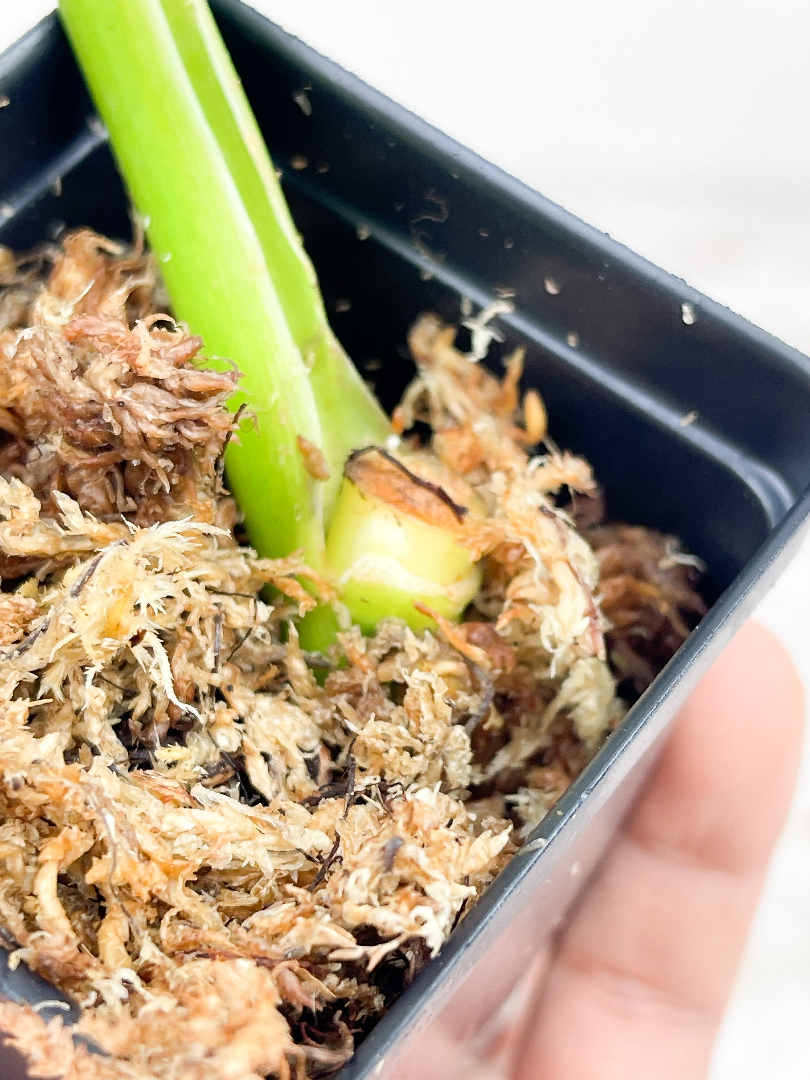 Philodendron White Knight rooting cutting