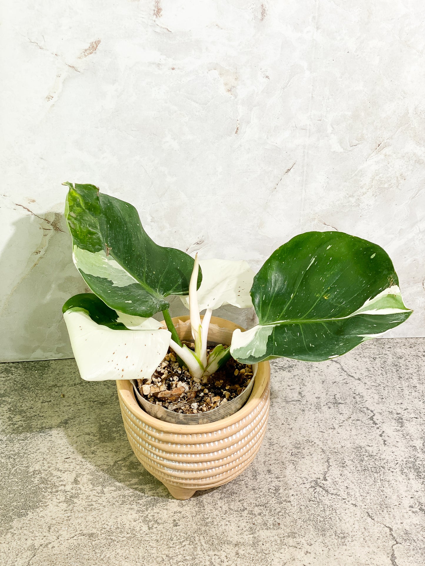 Philodendron White Wizard 4 leaves 1 sprout fully rooted