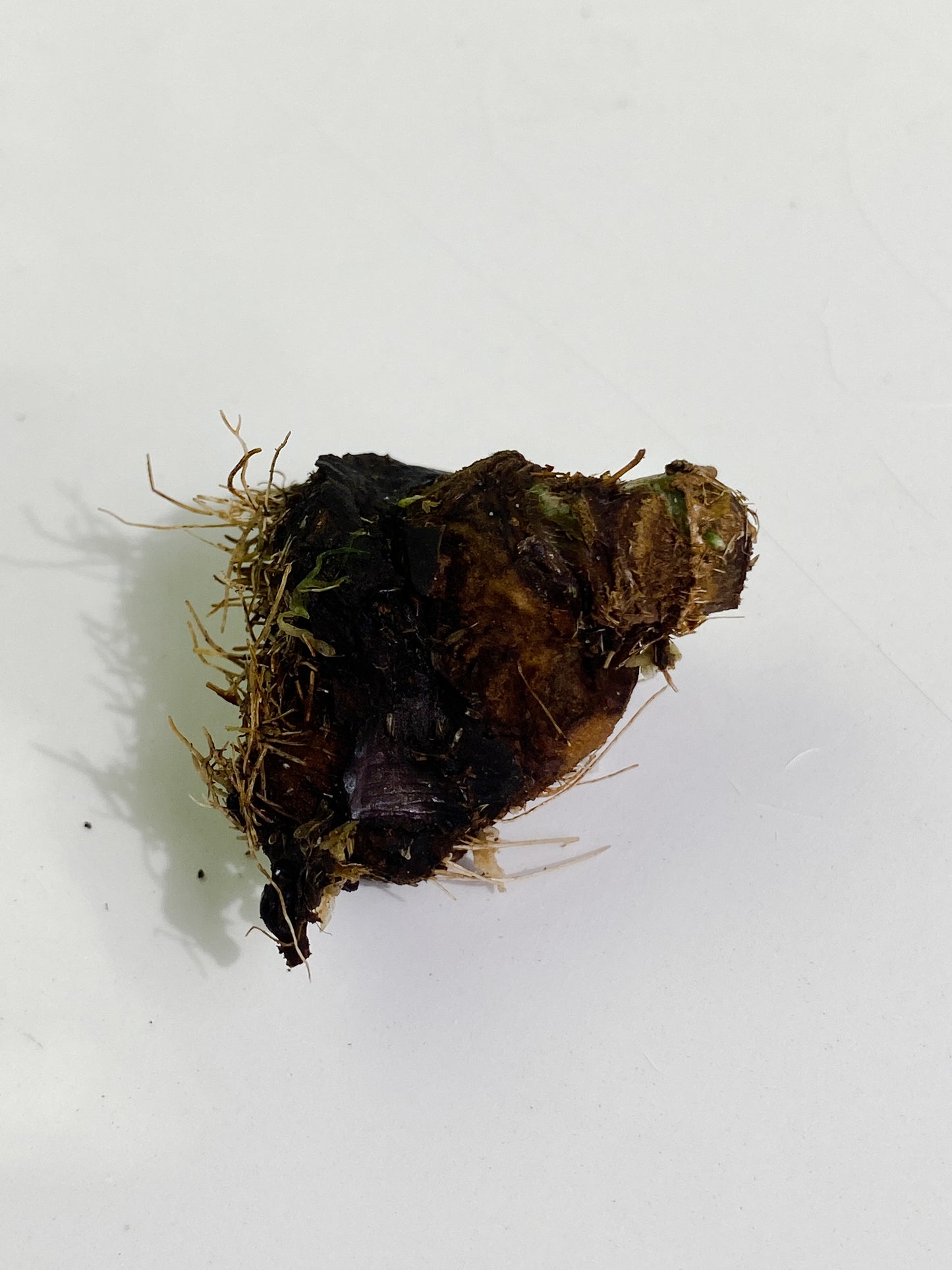 Philodendron el choco red node unrooted