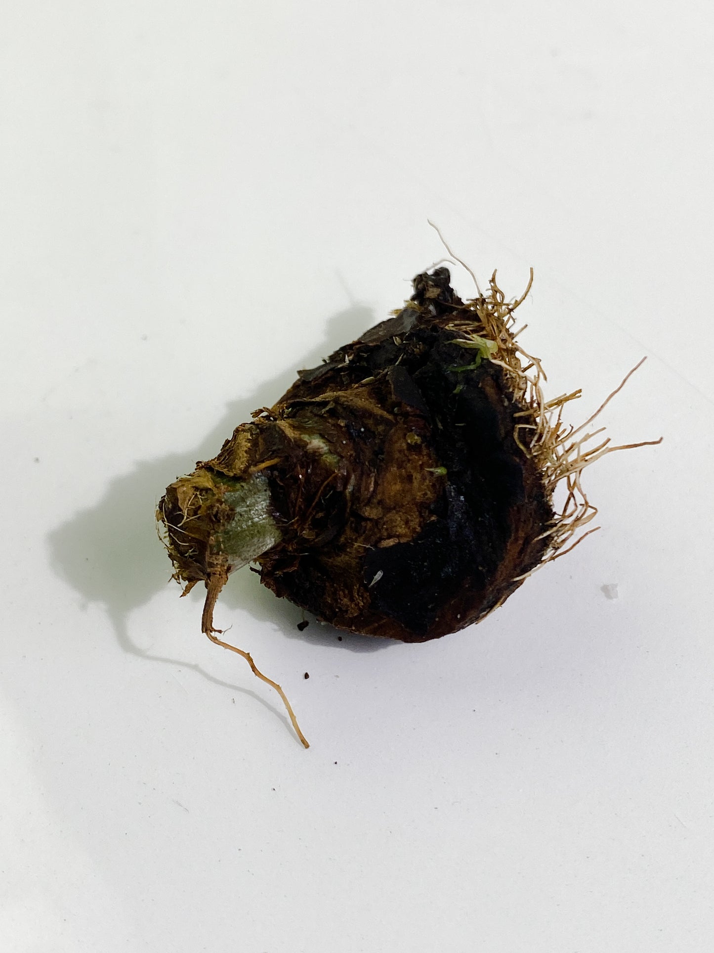 Philodendron el choco red node unrooted