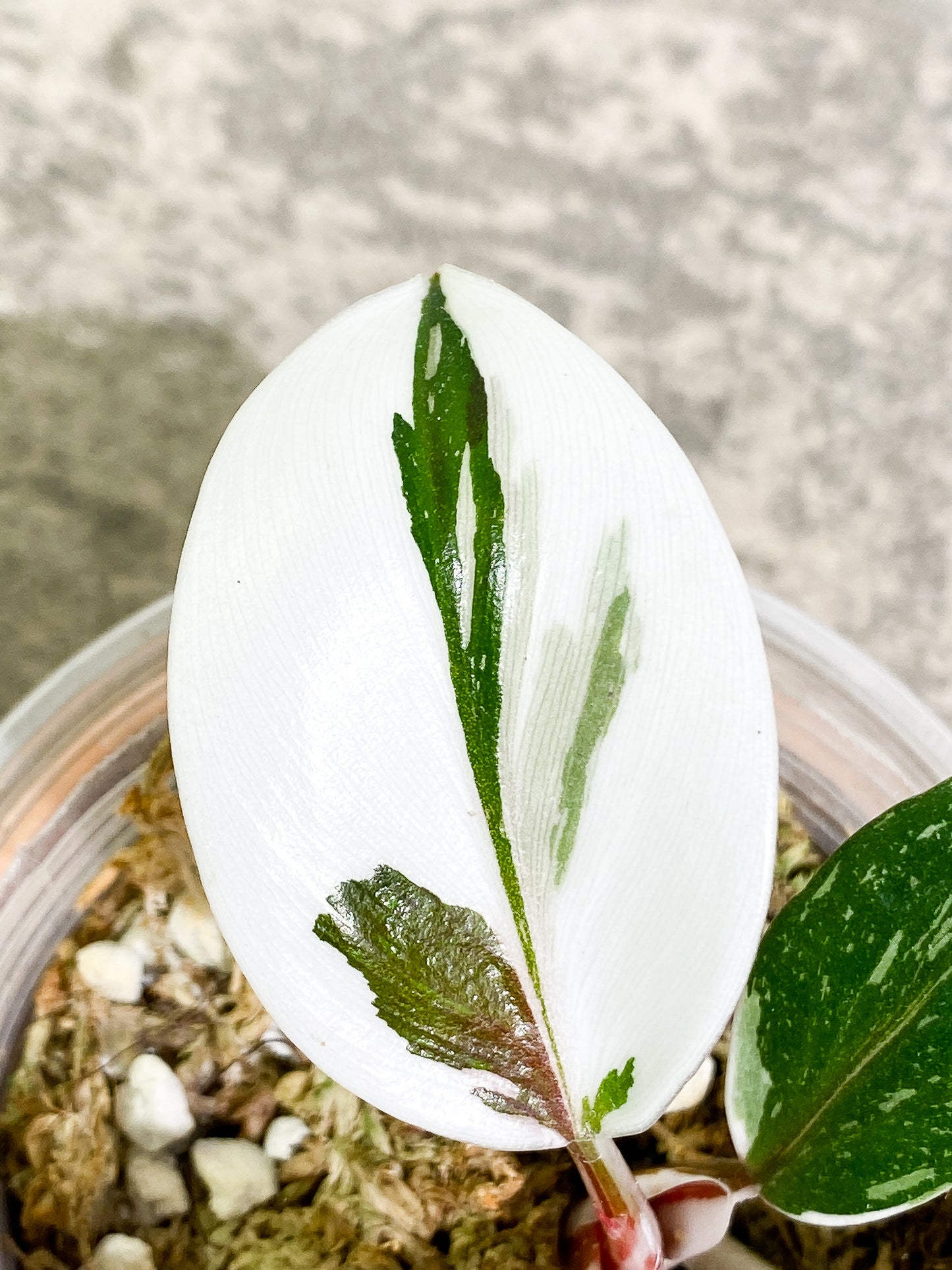 Philodendron White Wizard 4 leaves 1 sprout fully rooted