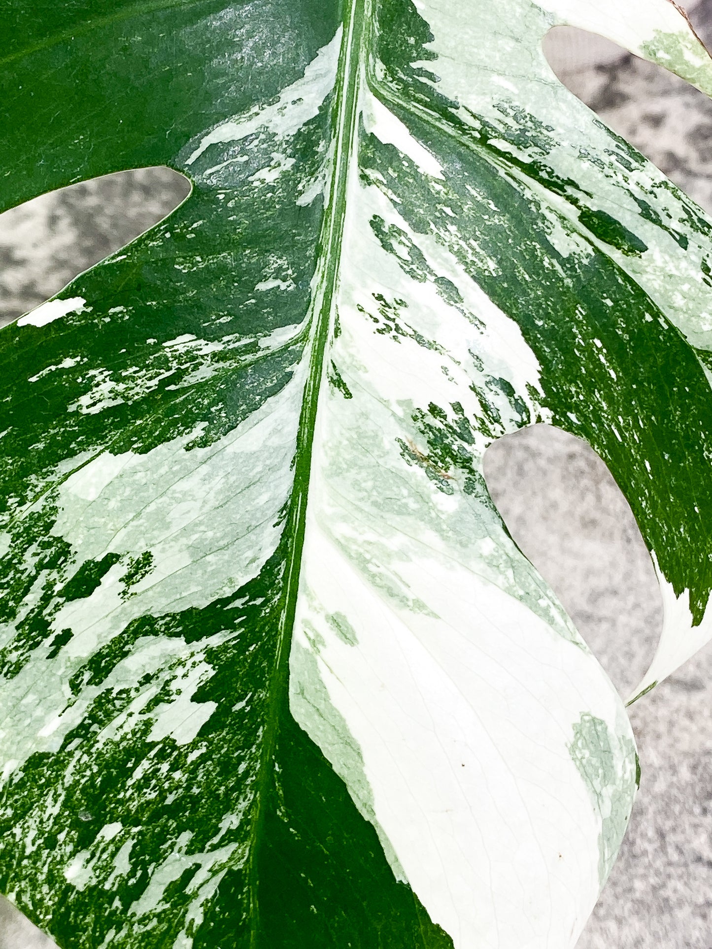 Monstera Albo Variegated 1 leaf 1 growing bud  rooting