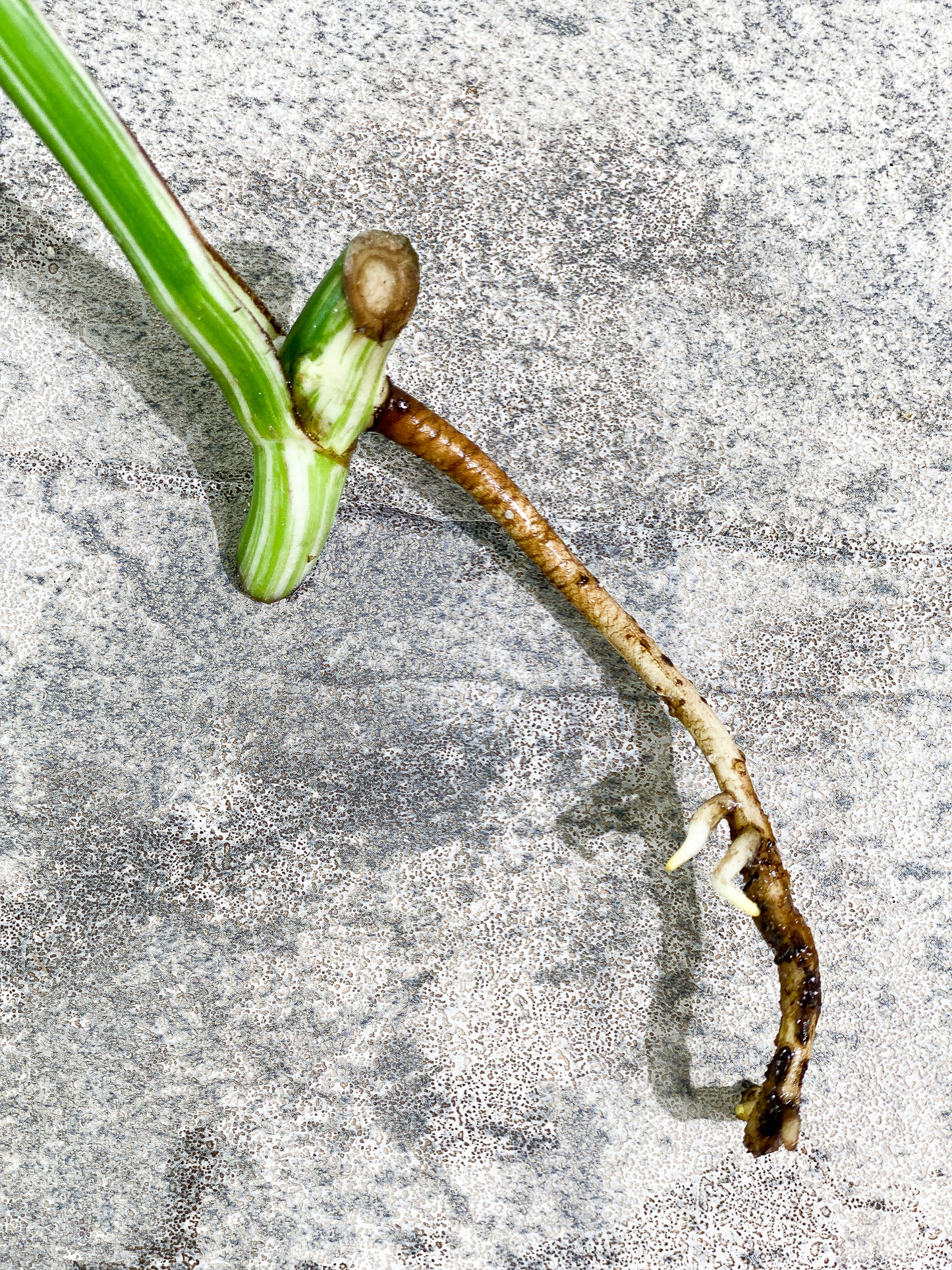 Monstera Albo Variegated 1 leaf 1 growing bud  rooting