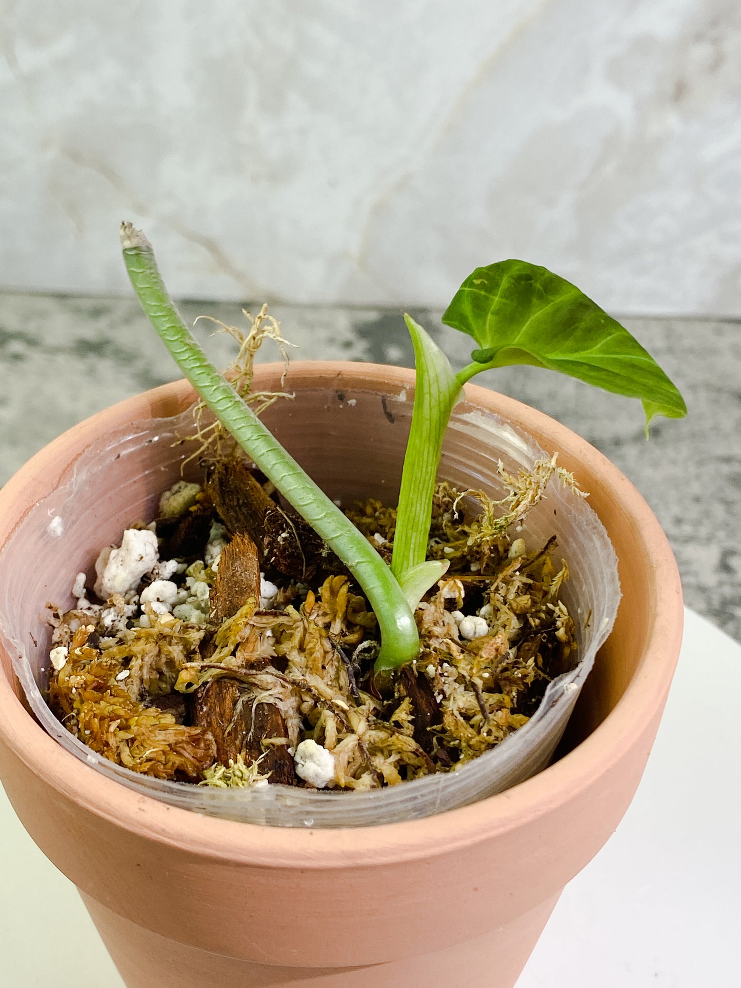 Philodendron verrucosum tambillo cutting with 1 leaf slightly rooted
