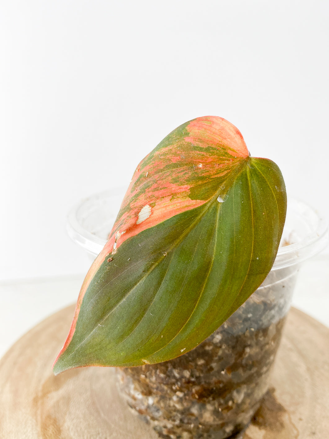 Philodendron  micans variegated pink Slightly Rooted 1 leaf 1 sprout