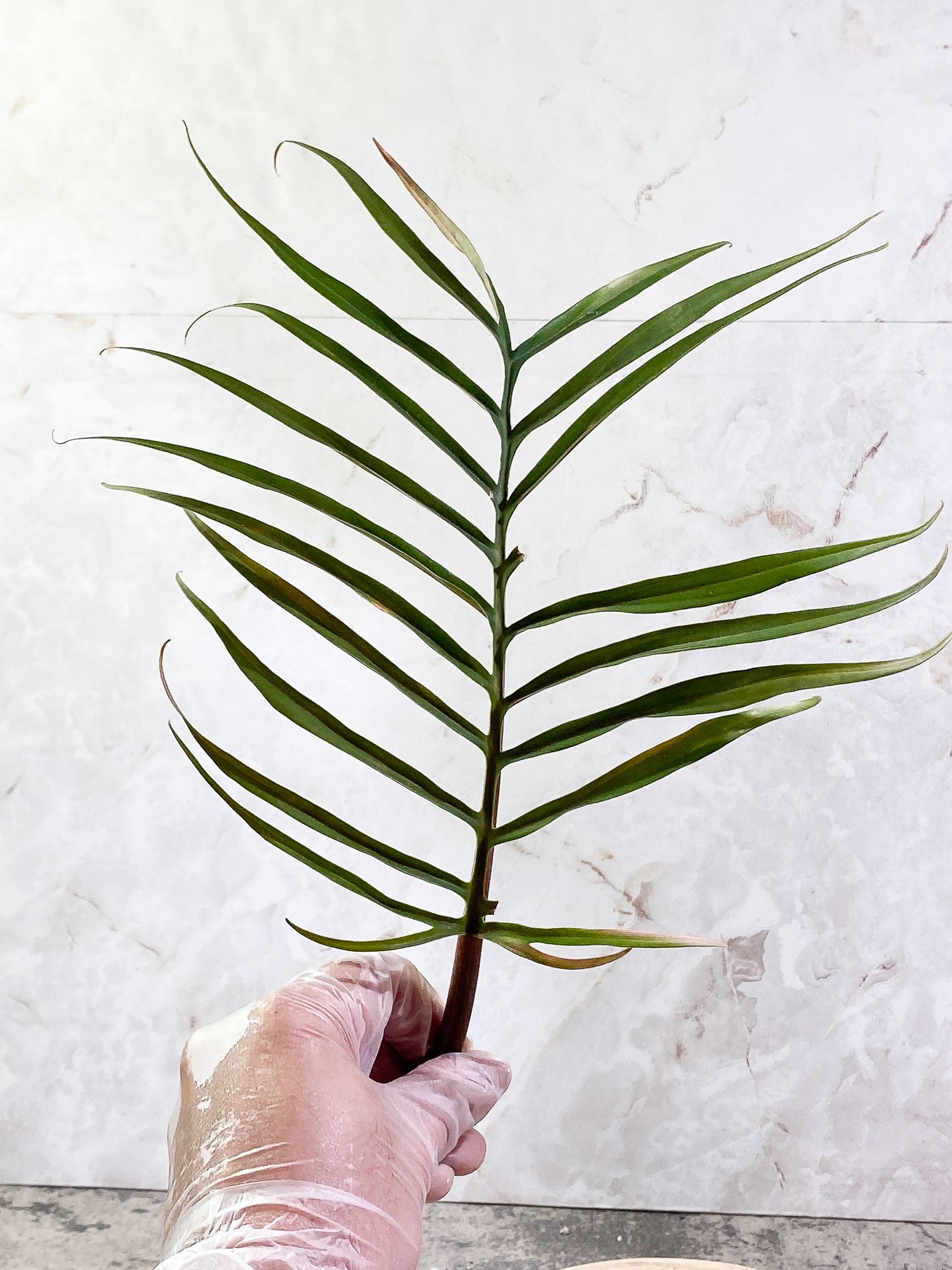 Philodendron Tortum 1 leaf 1growing bud Rooting