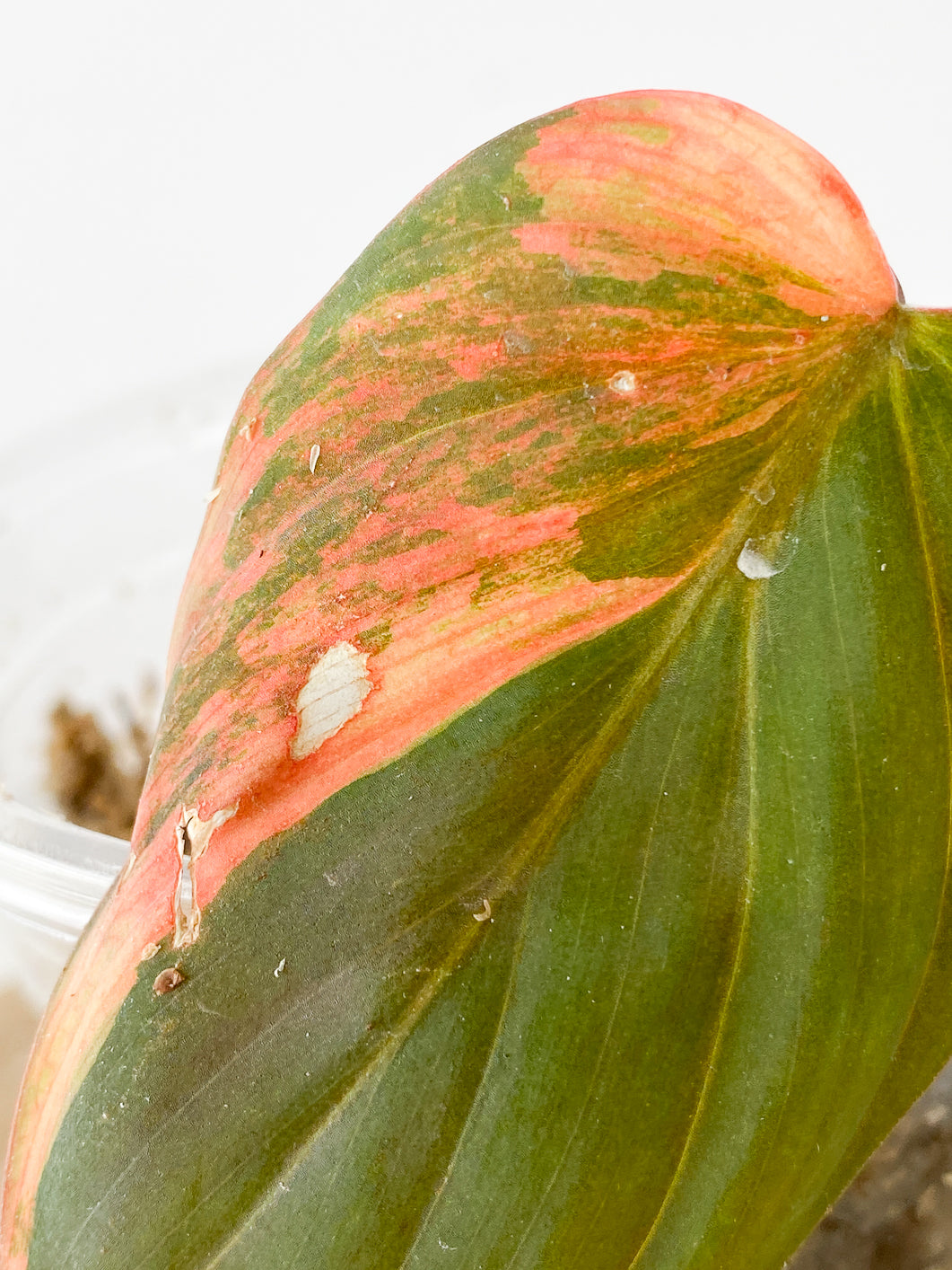Philodendron  micans variegated pink Slightly Rooted 1 leaf 1 sprout