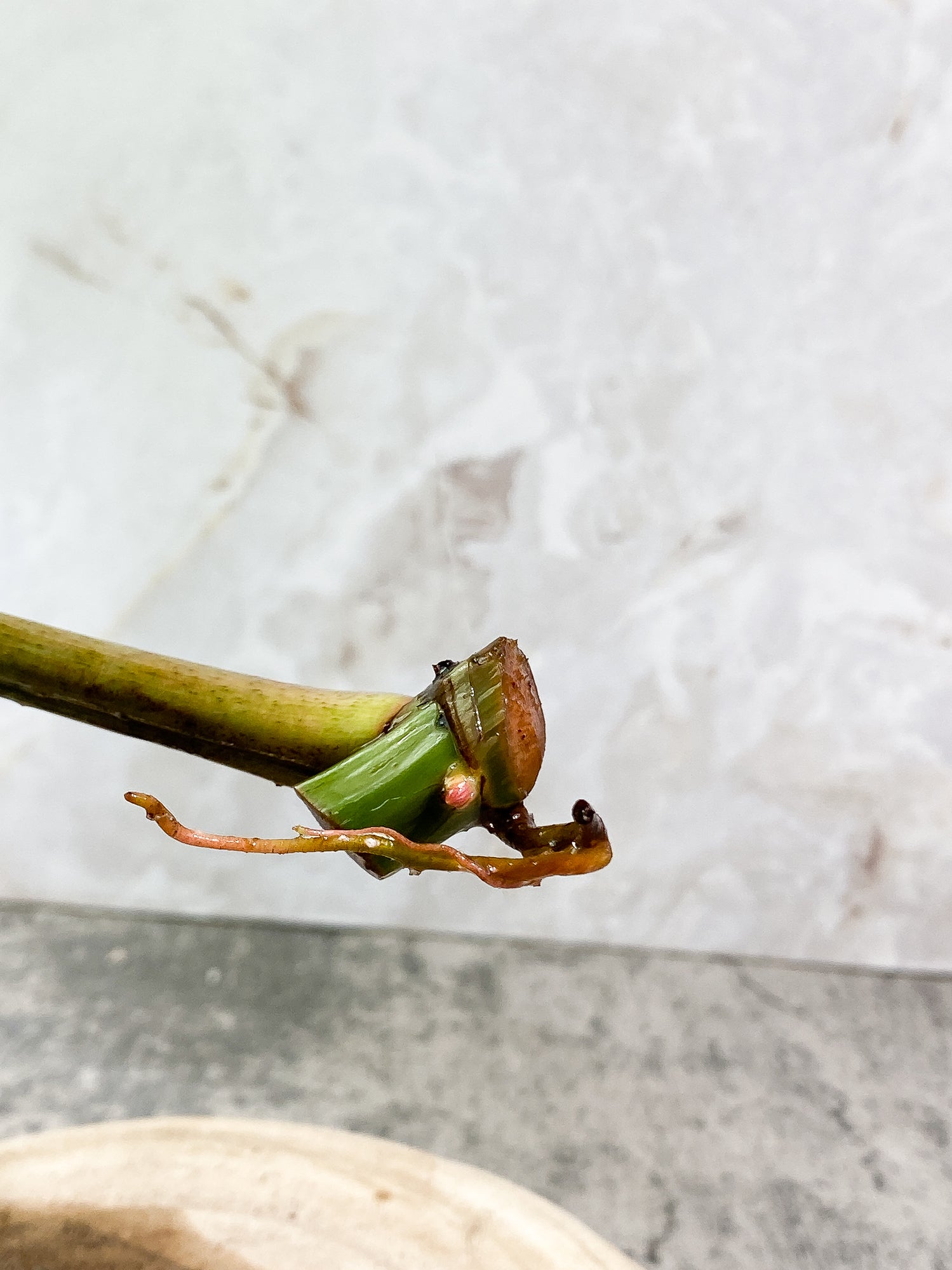 Philodendron Tortum 1 leaf 1growing bud Rooting