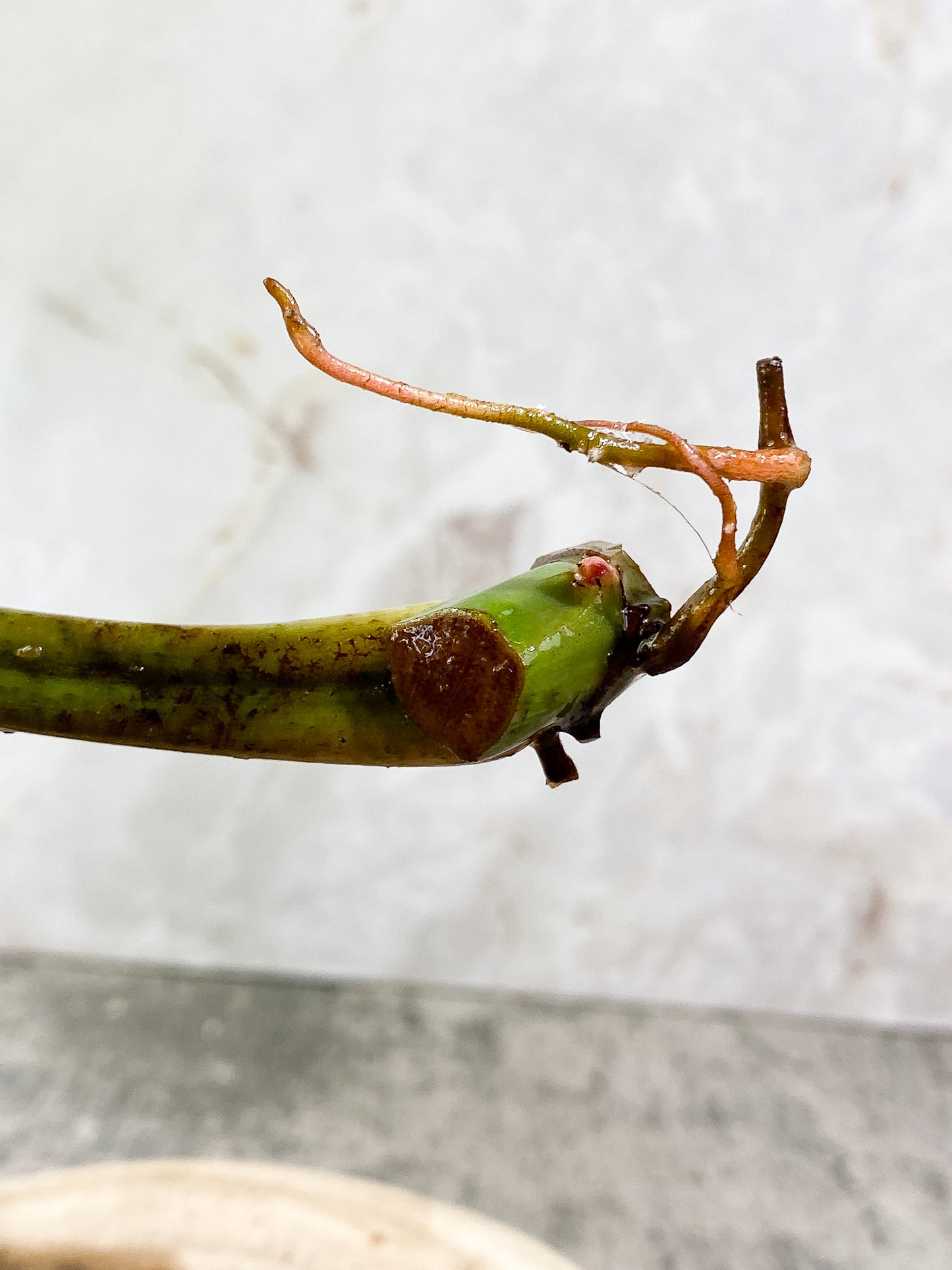 Philodendron Tortum 1 leaf 1growing bud Rooting