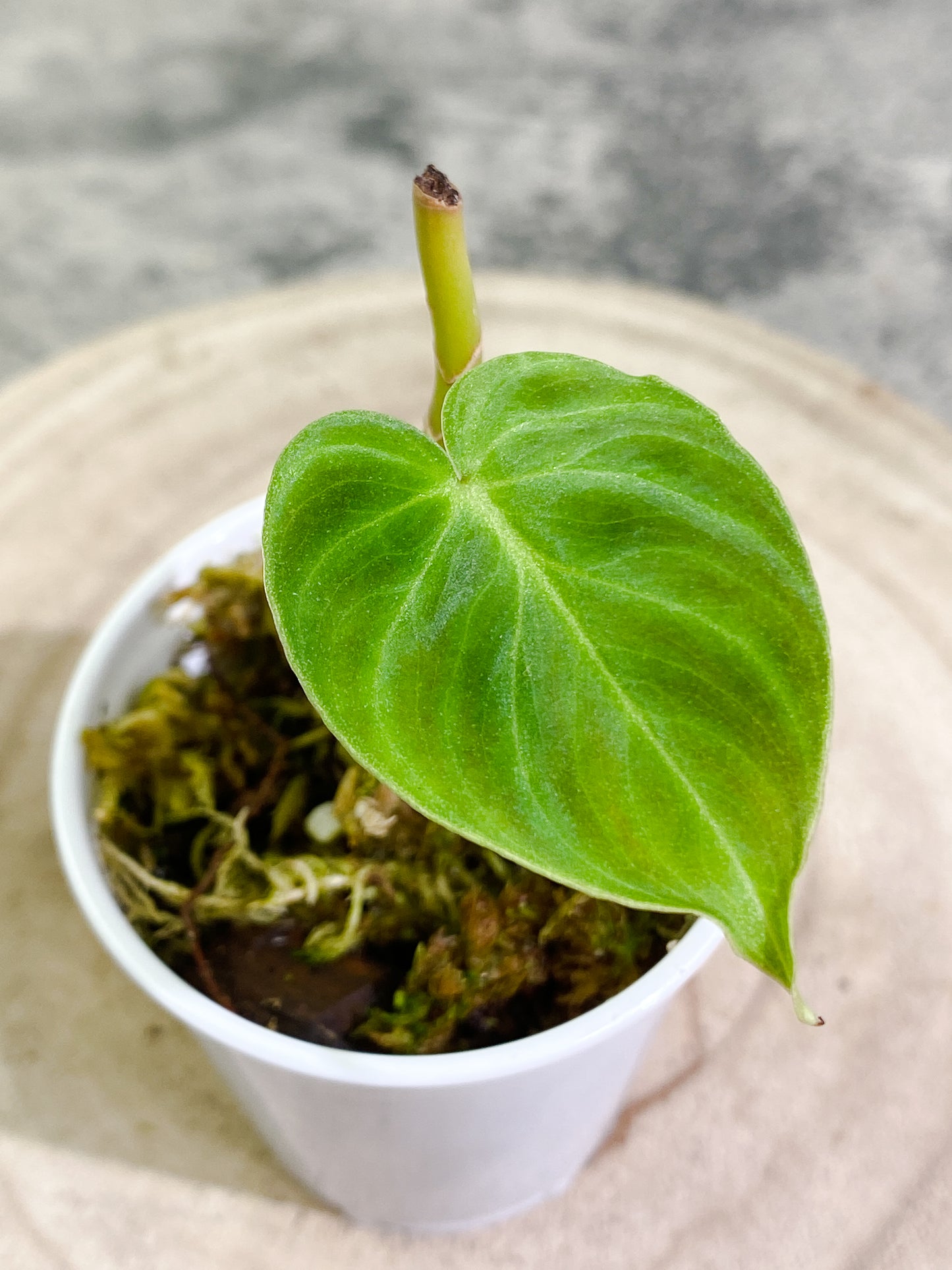 Philodendron verrucosum dark milky waycutting with 1 leaf slightly rooted