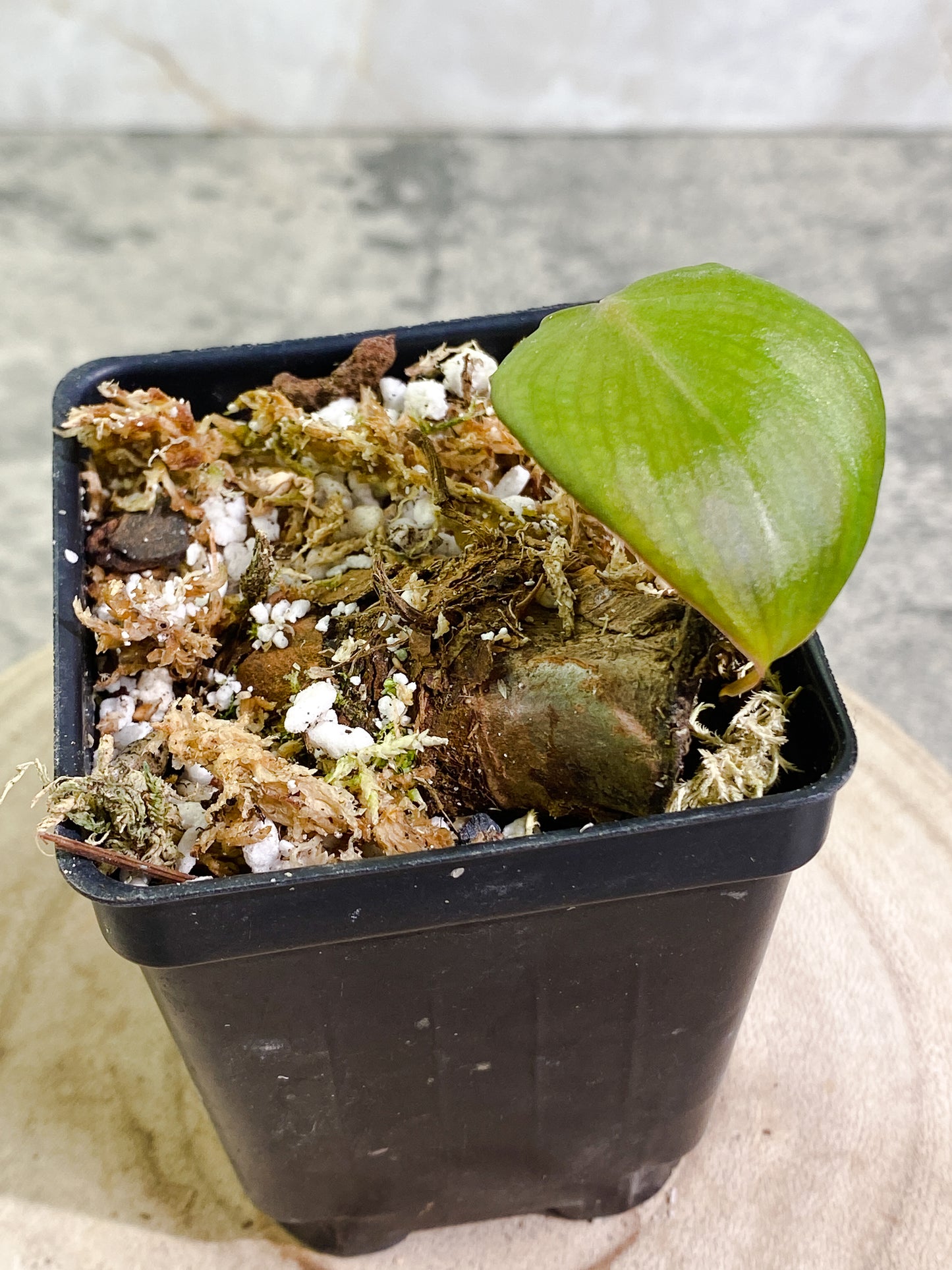 Philodendron nangaritense (Lymanni duplicate) cutting with 1 leaf rooted