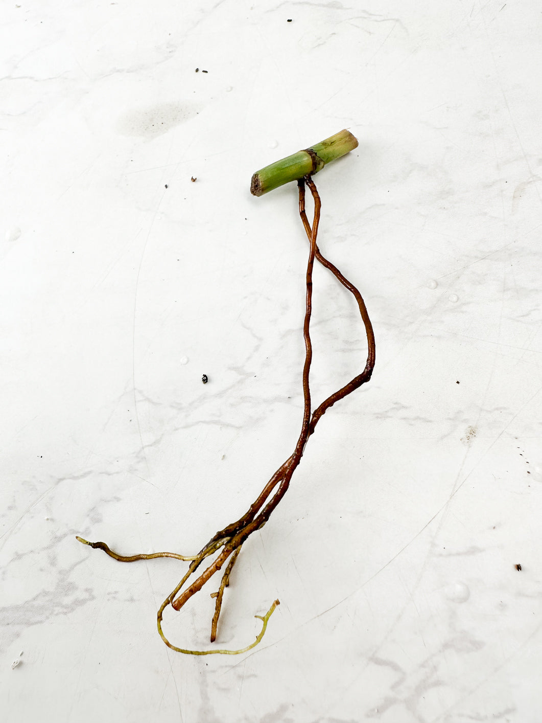 Philodendron Melanochrysum variegated Rooting node 1 sprout
