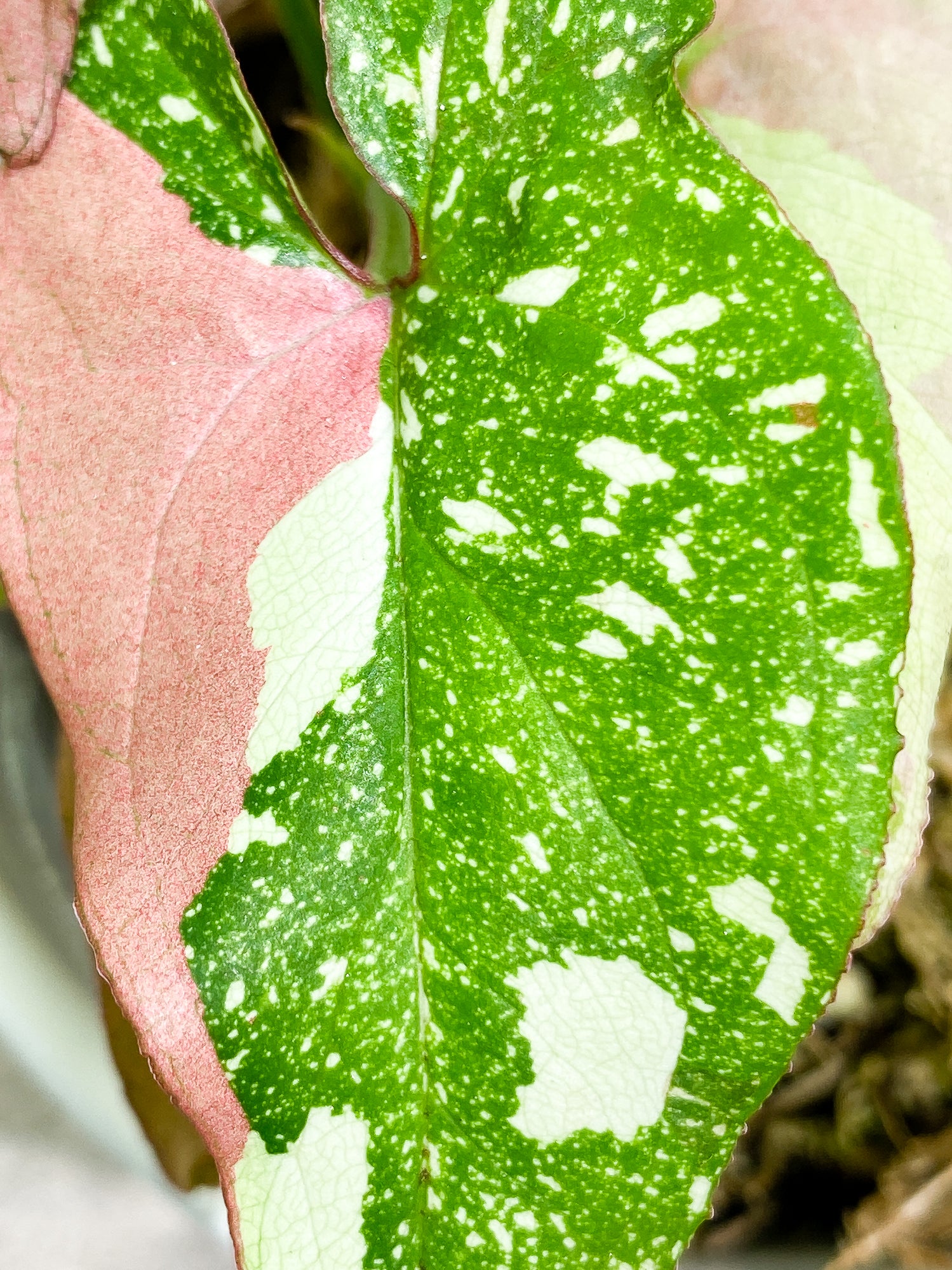 Syngonium Red Spot tricolor  6 leaves slightly rooted