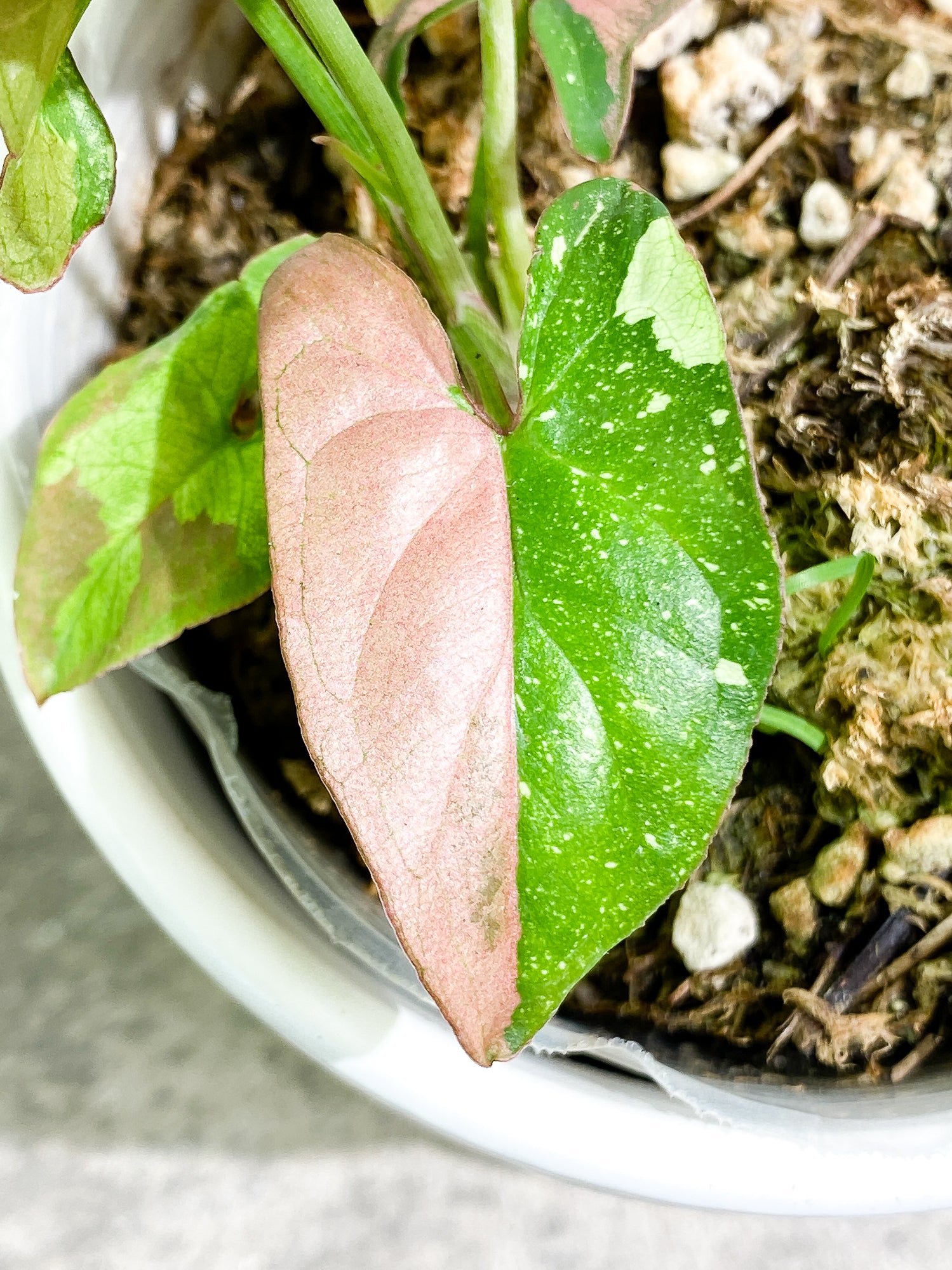 Syngonium Red Spot tricolor  6 leaves slightly rooted