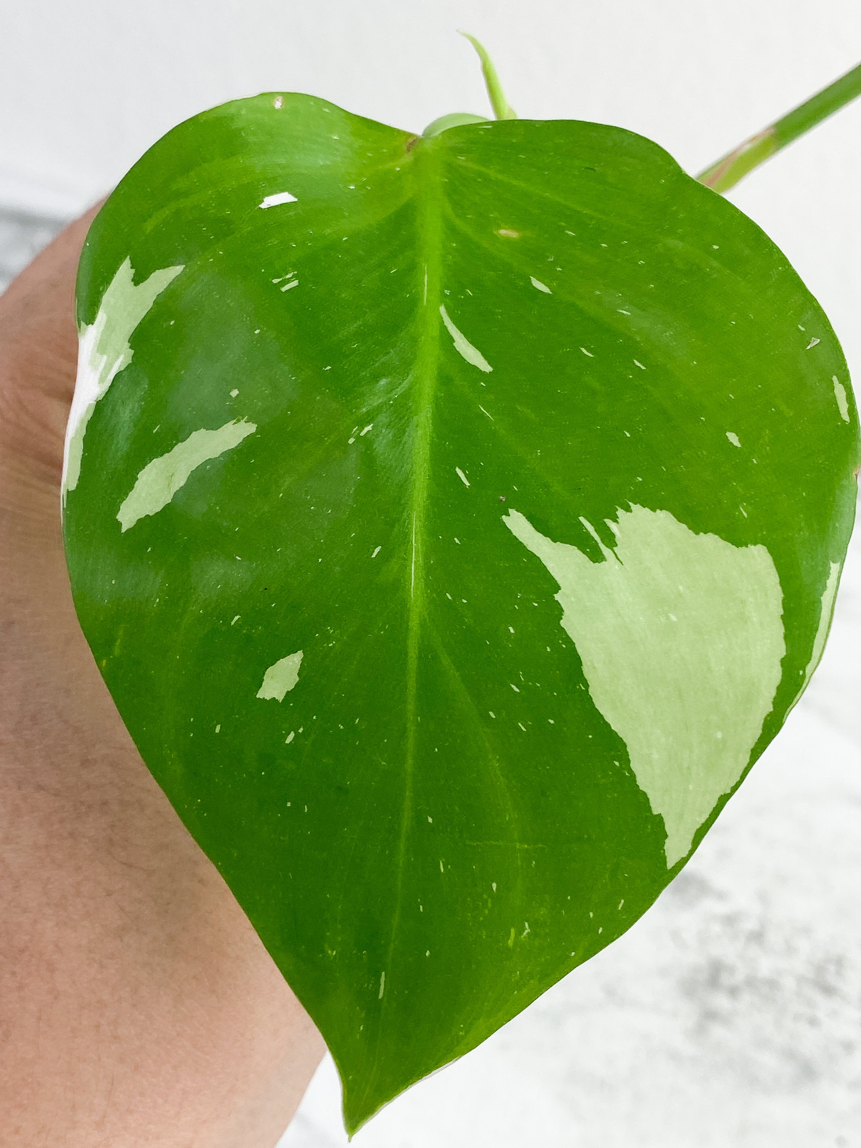 Philodendron White Princess Rooting Top cutting. (3  leaves)