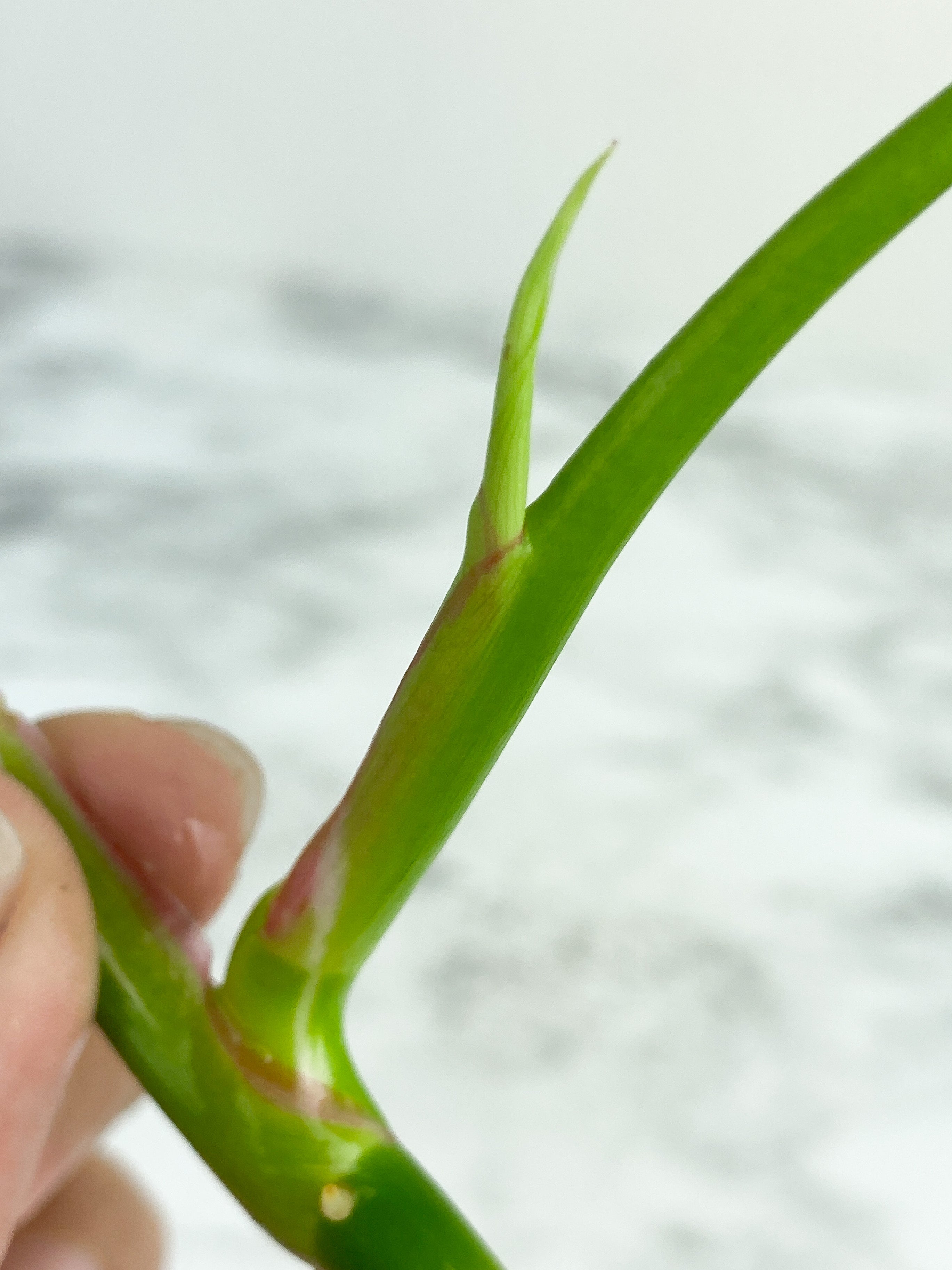 Philodendron White Princess Rooting Top cutting. (3  leaves)