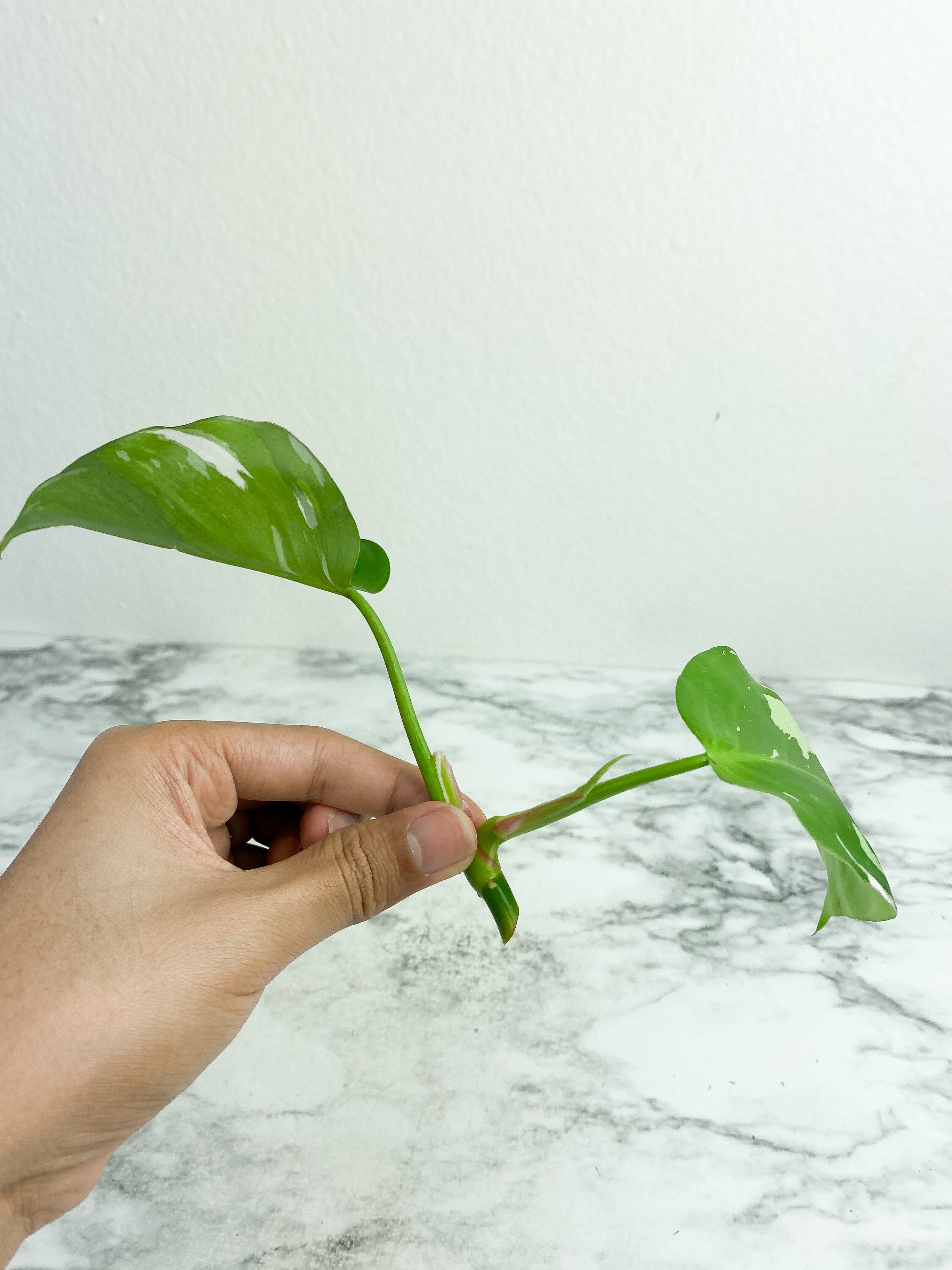 Philodendron White Princess Rooting Top cutting. (3  leaves)