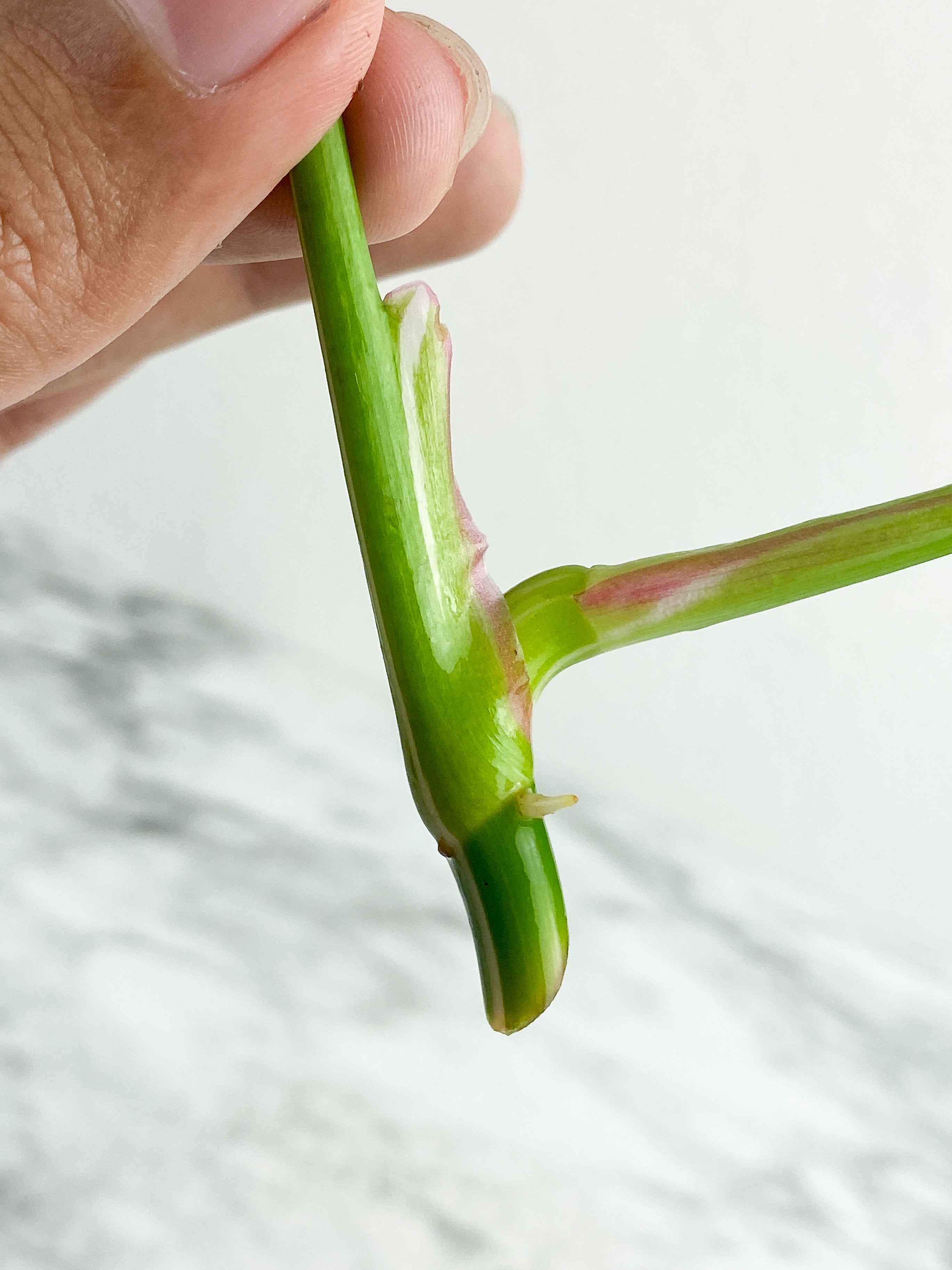 Philodendron White Princess Rooting Top cutting. (3  leaves)