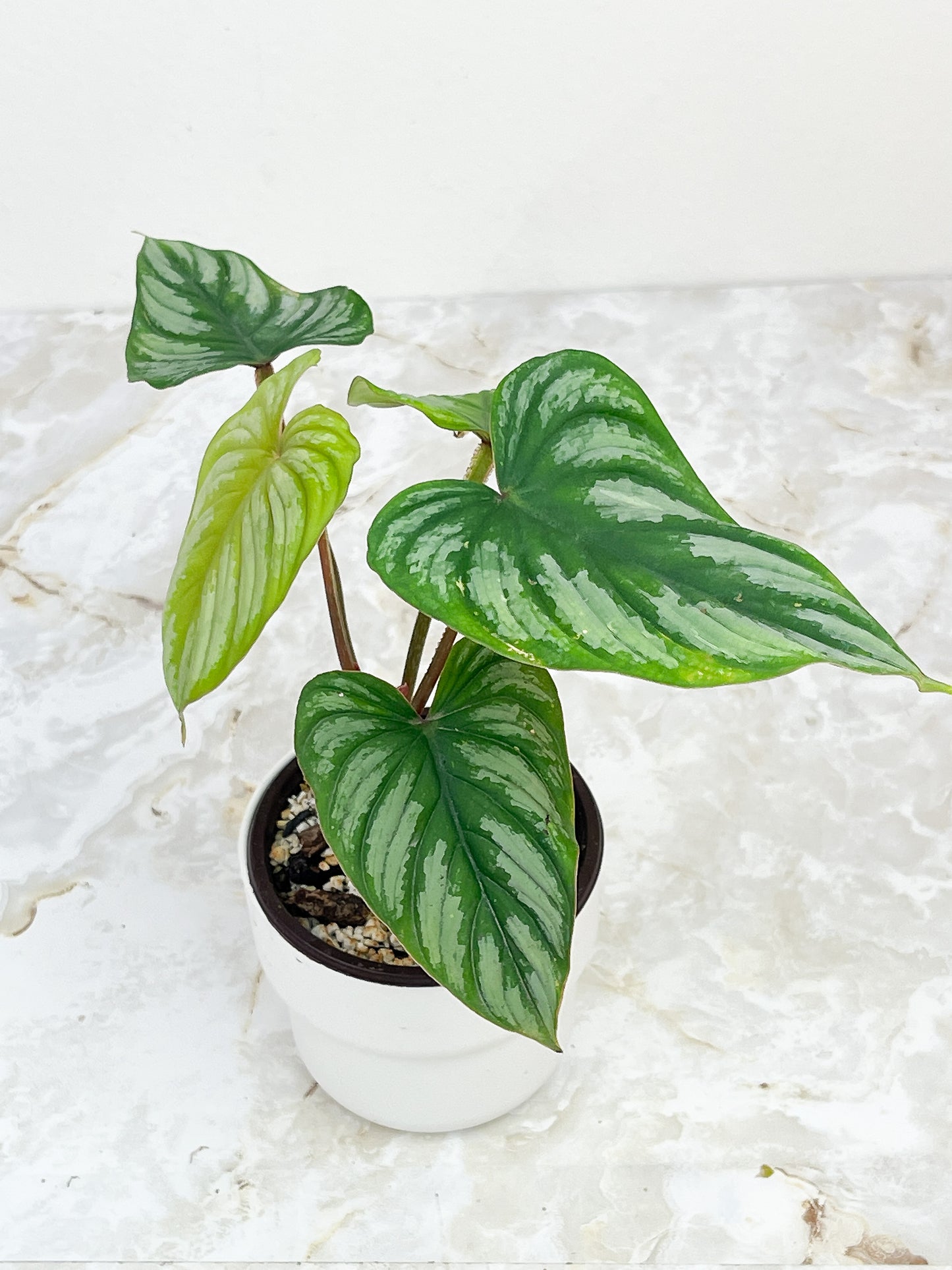 Philodendron Mamei Silver Cloud 5 leaves