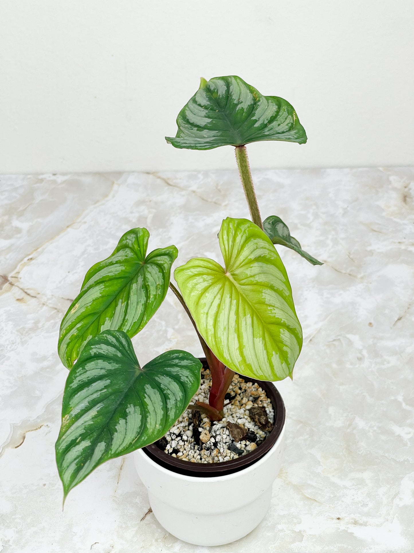 Philodendron Mamei Silver Cloud 5 leaves