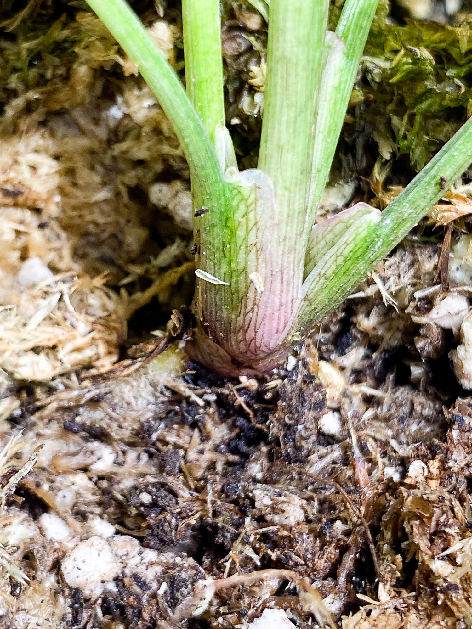 Syngonium Red Spot tricolor  6 leaves slightly rooted