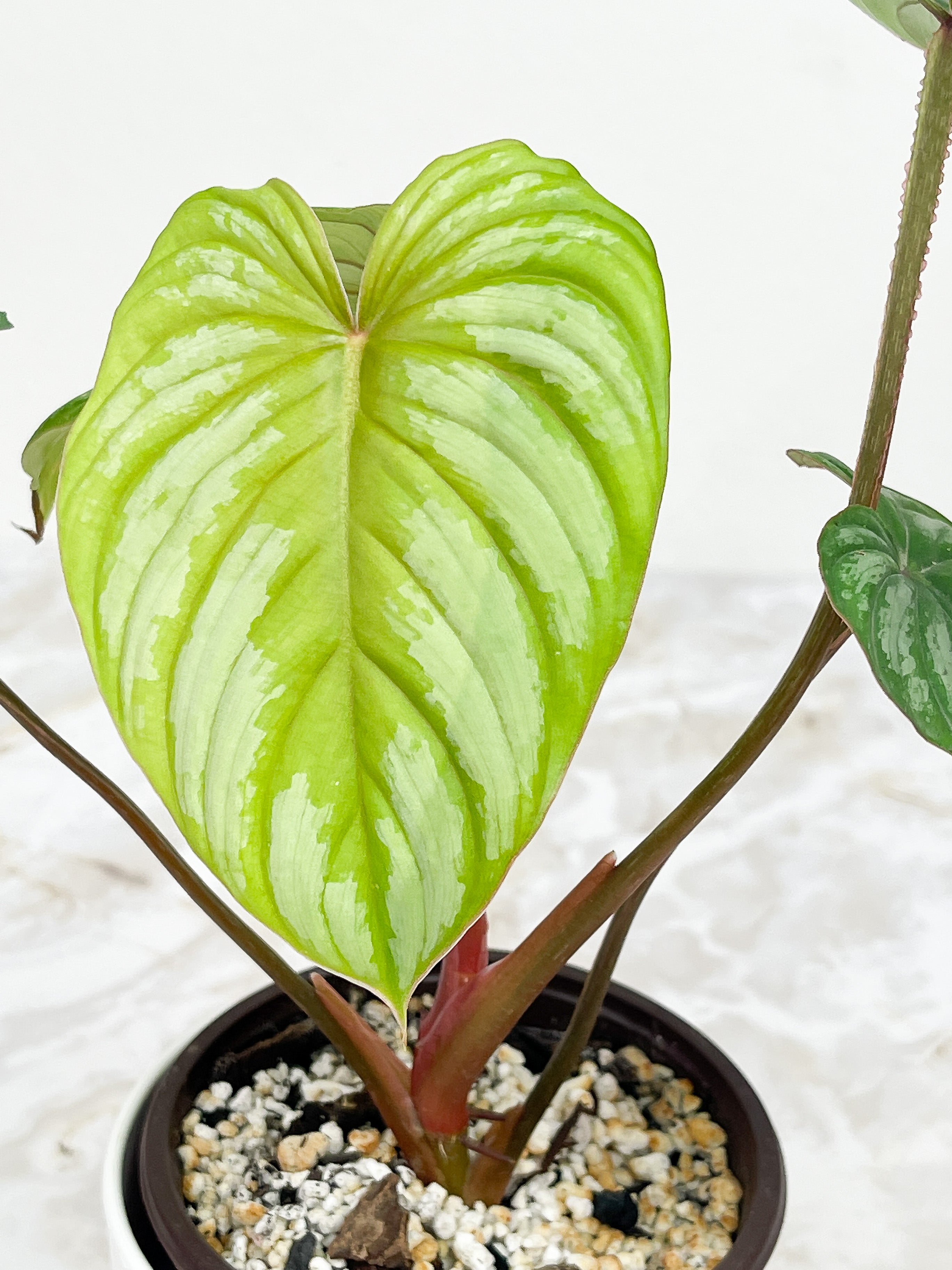 Philodendron Mamei Silver Cloud 5 leaves