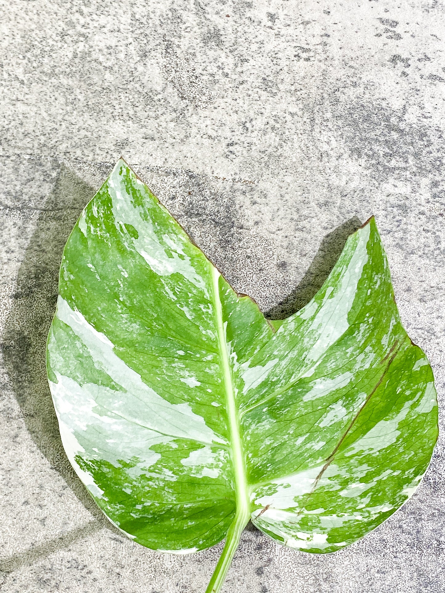 Monstera Albo Variegated 1 leaf Slightly Rooted