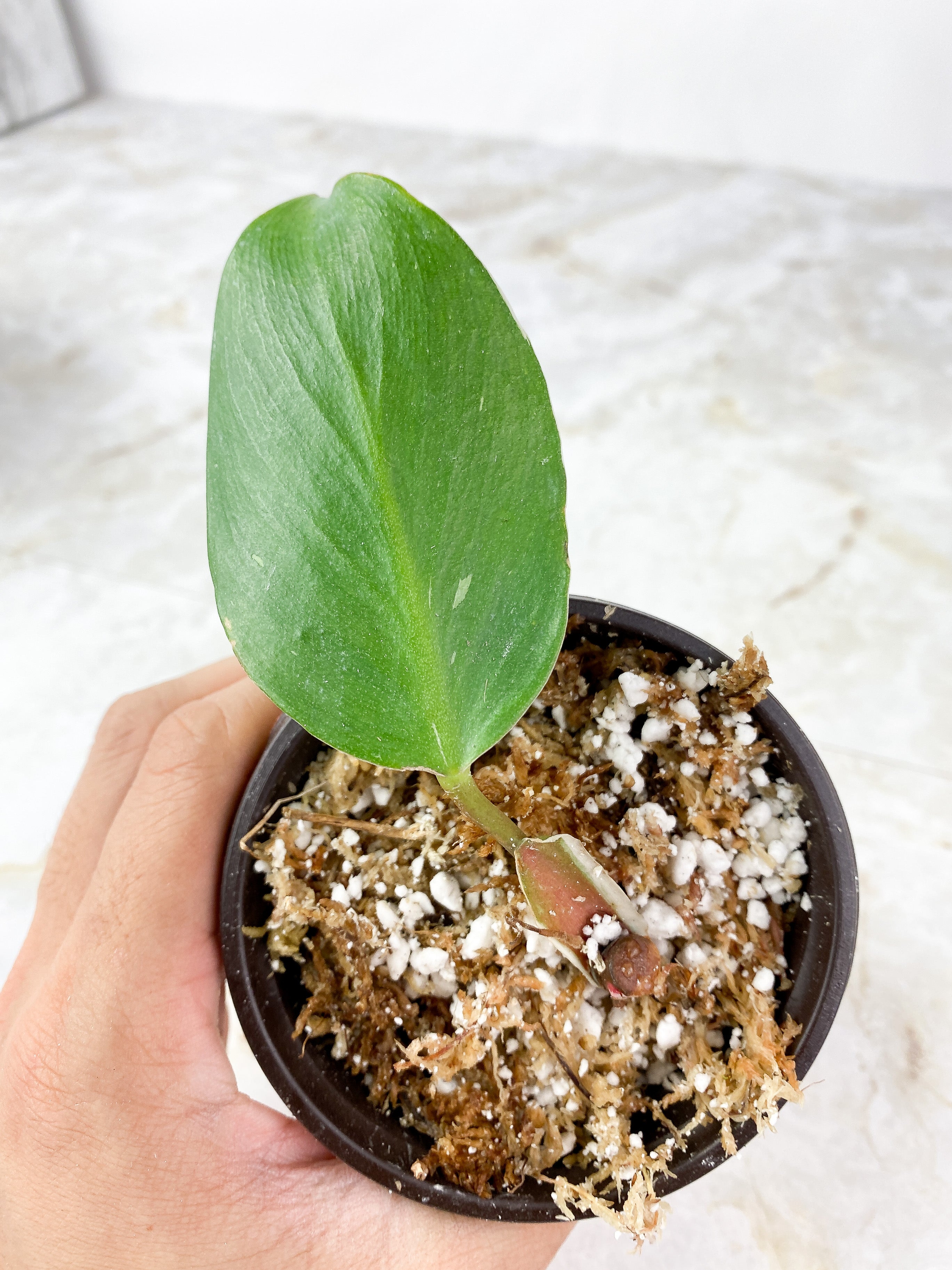 Philodendron White Knight Tricolor Slightly Rooted cutting