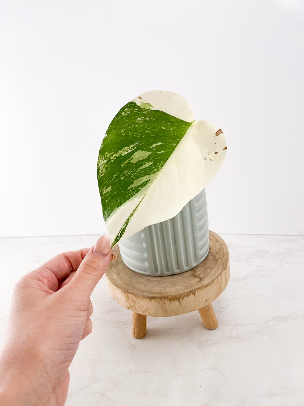 Monstera Albo White Tiger 1 leaf triple node rooting