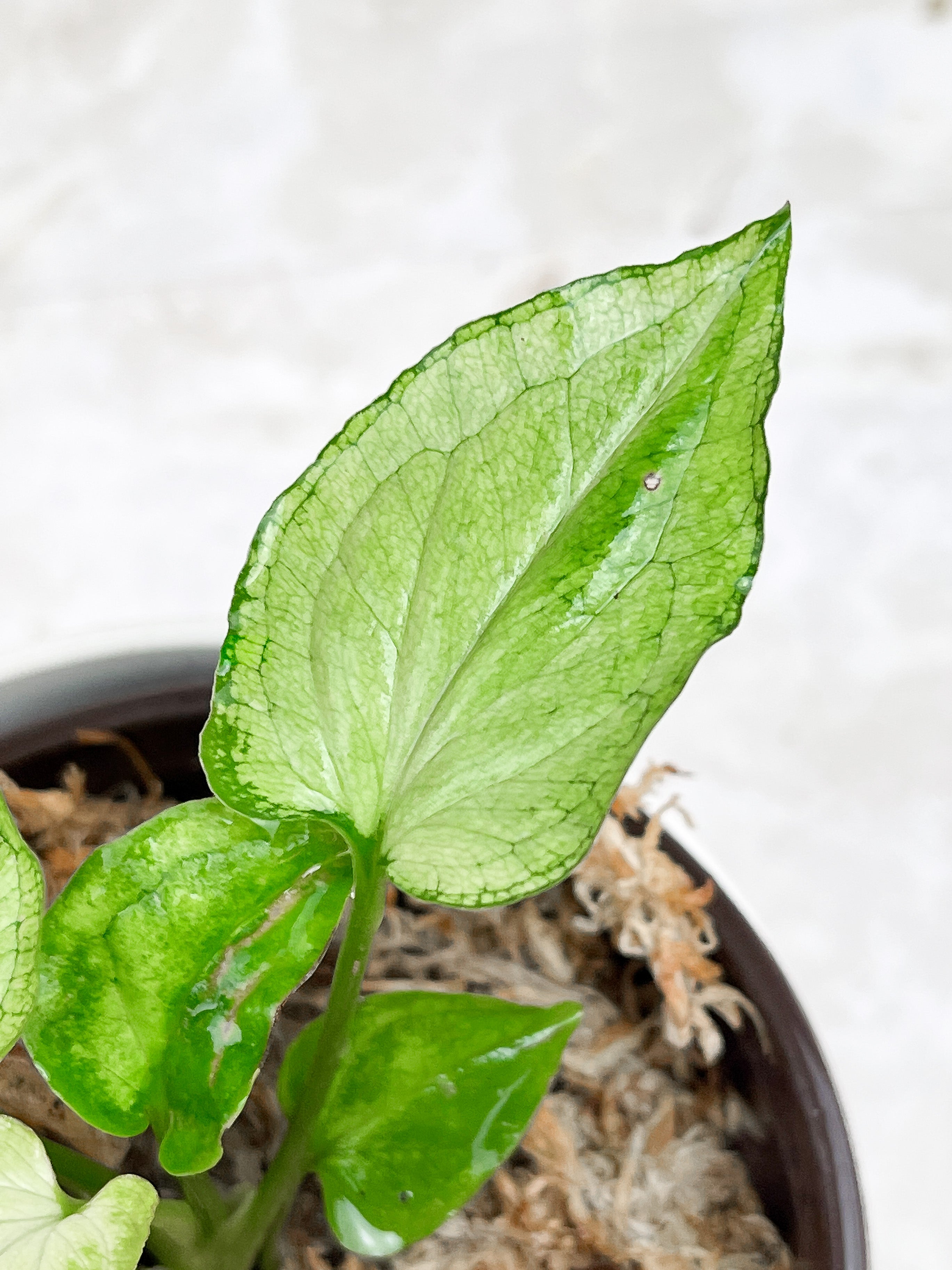 Syngonium Mouse Ears