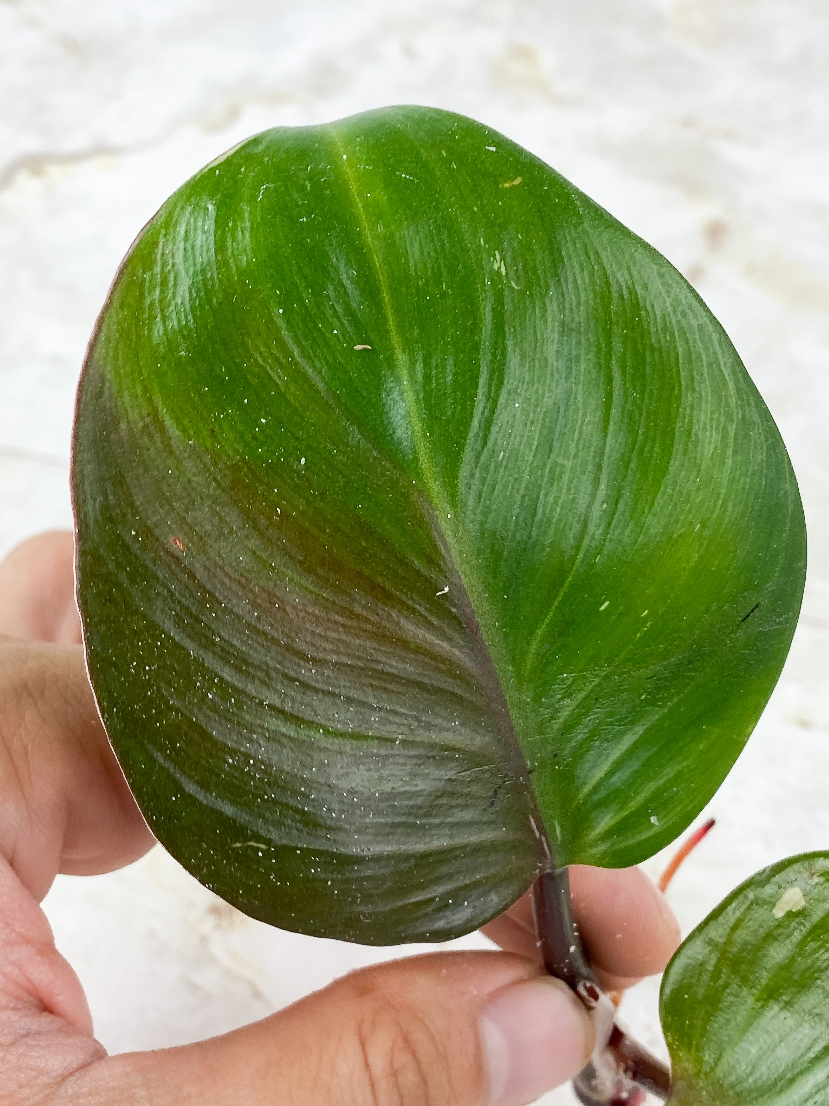 Philodendron White Knight Tricolor Rooting Top cutting 2 leaves 1 extra node