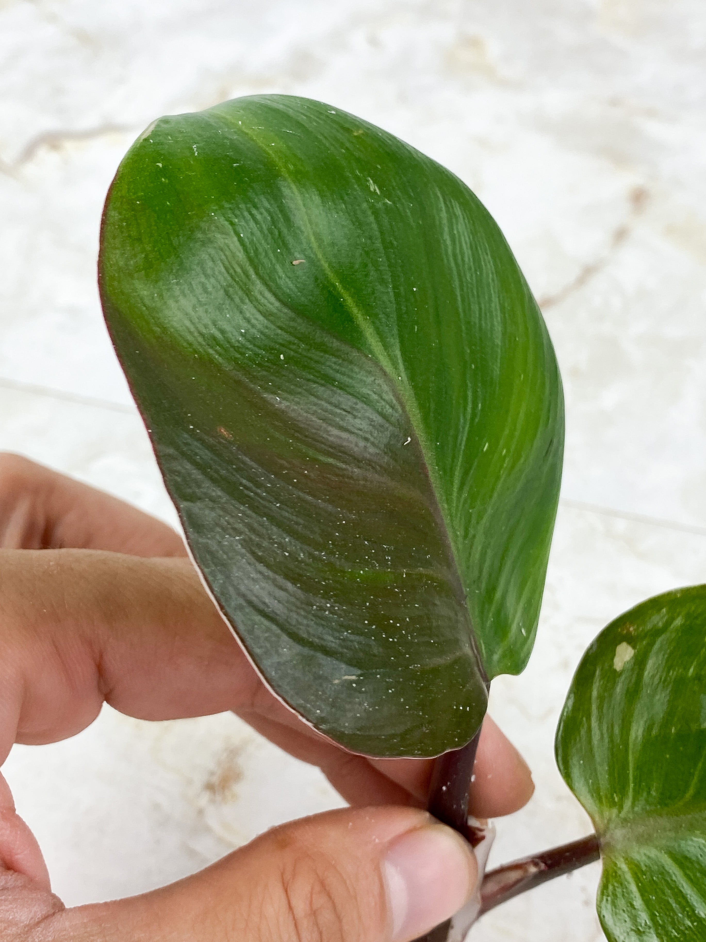 Philodendron White Knight Tricolor Rooting Top cutting 2 leaves 1 extra node