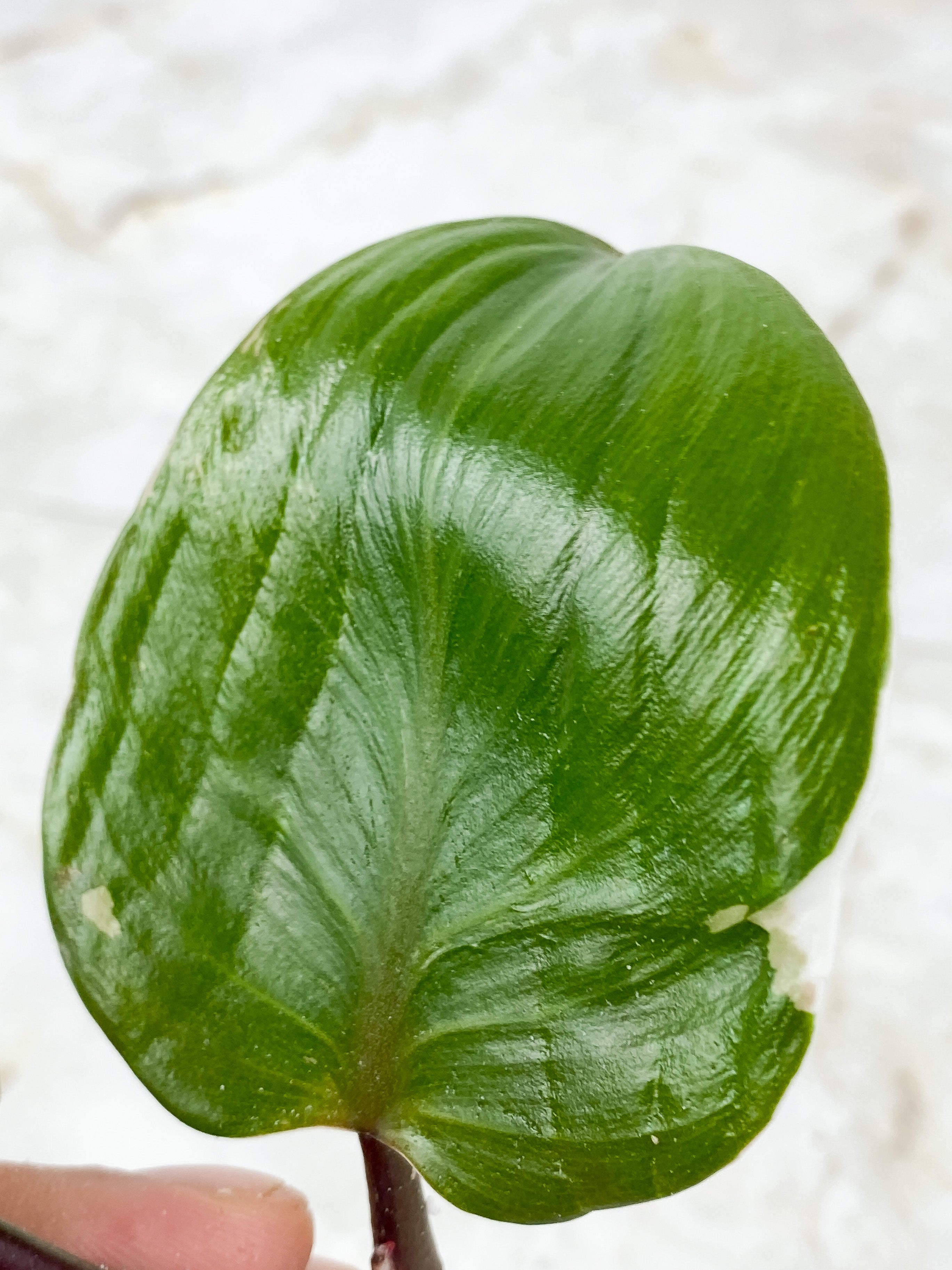 Philodendron White Knight Tricolor Rooting Top cutting 2 leaves 1 extra node