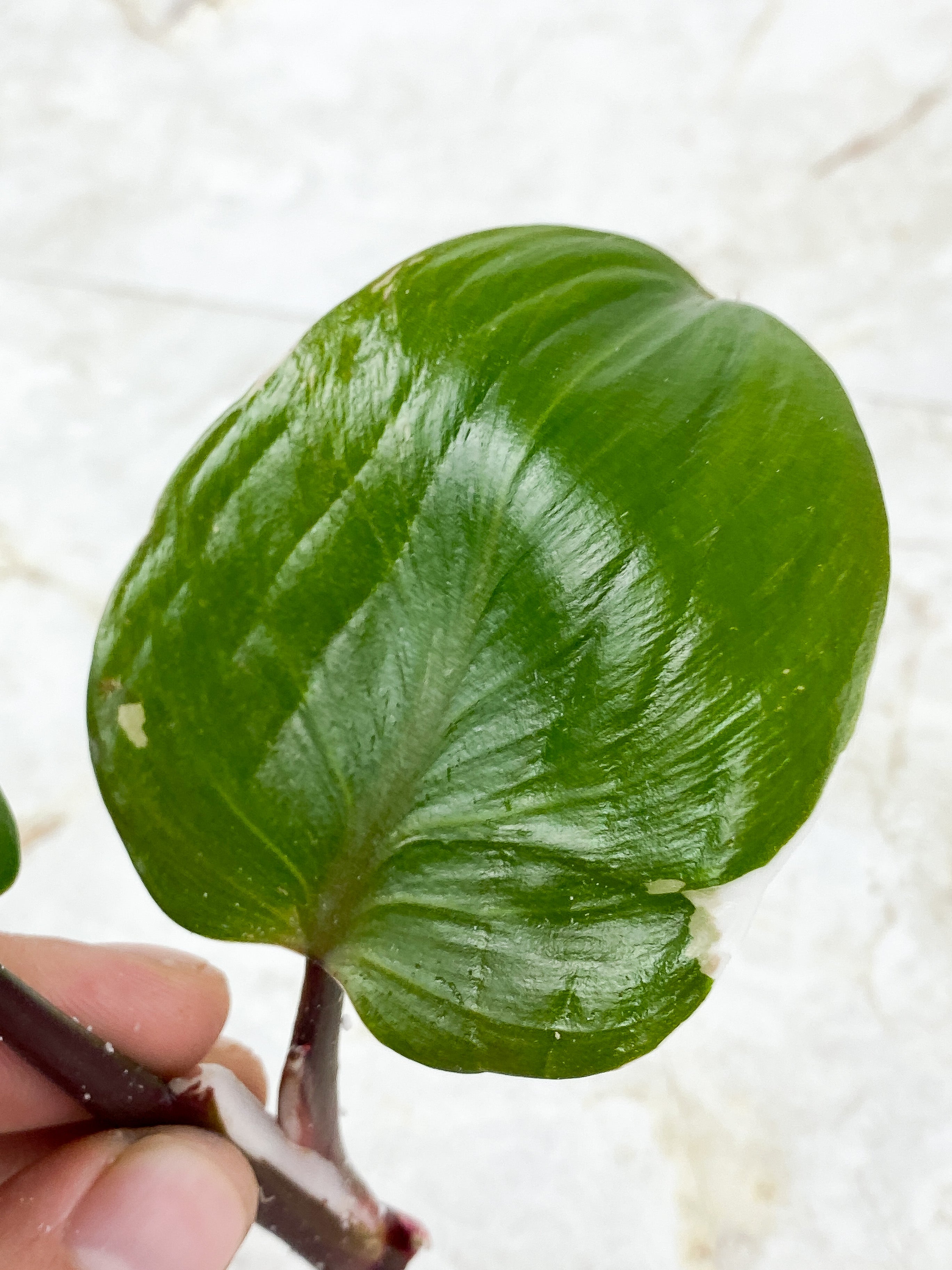 Philodendron White Knight Tricolor Rooting Top cutting 2 leaves 1 extra node