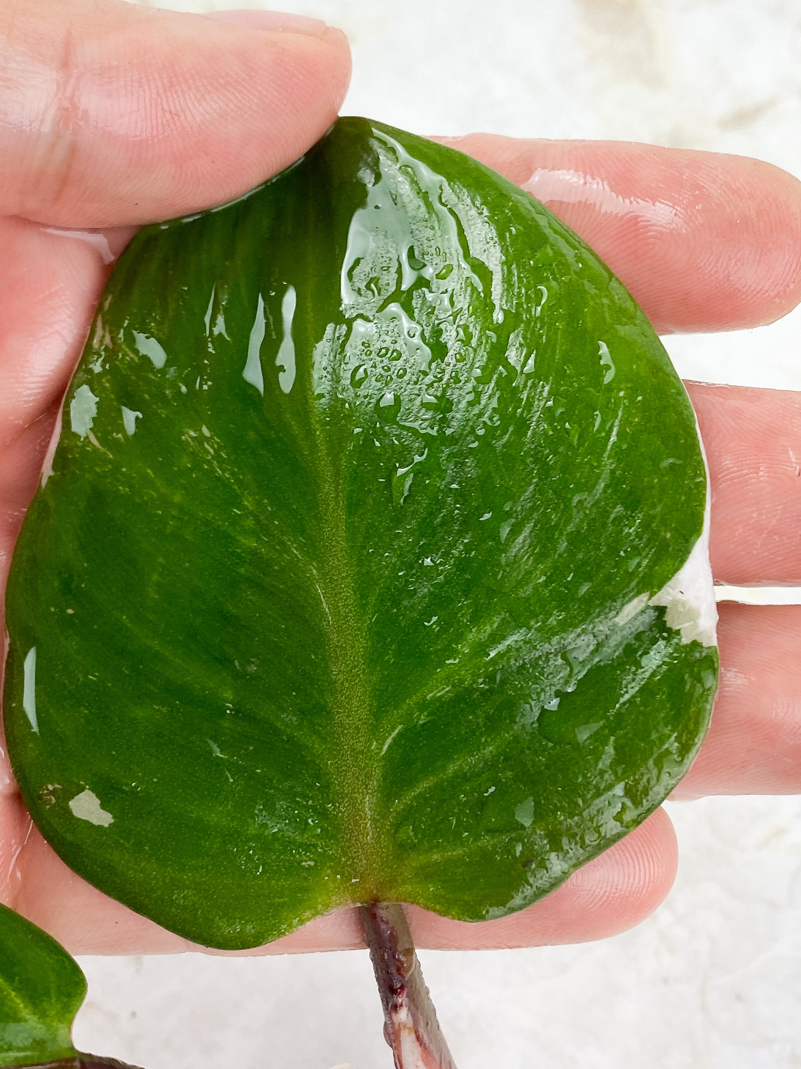 Philodendron White Knight Tricolor Rooting Top cutting 2 leaves 1 extra node