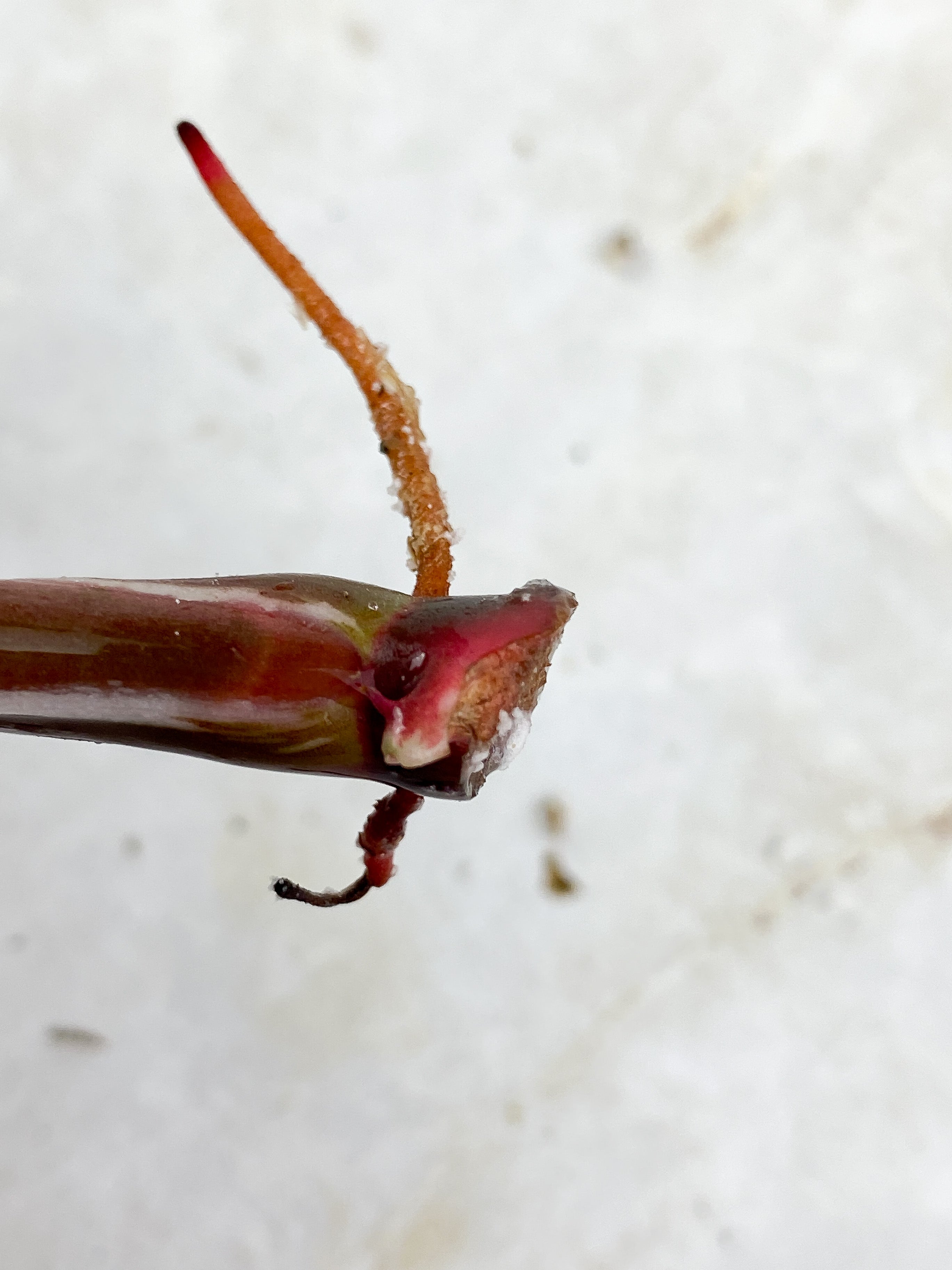 Philodendron White Knight Tricolor Rooting Top cutting 2 leaves 1 extra node