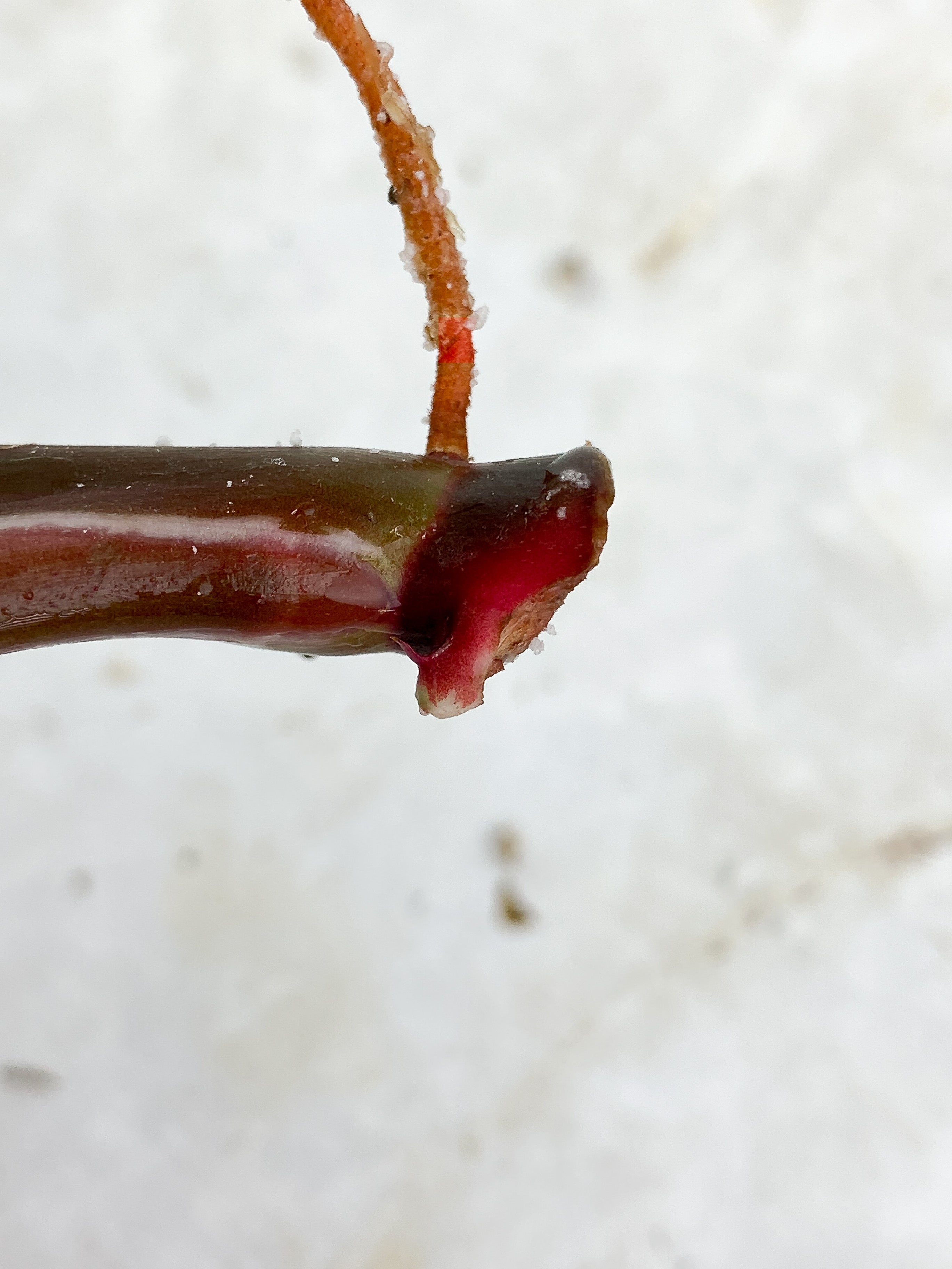 Philodendron White Knight Tricolor Rooting Top cutting 2 leaves 1 extra node