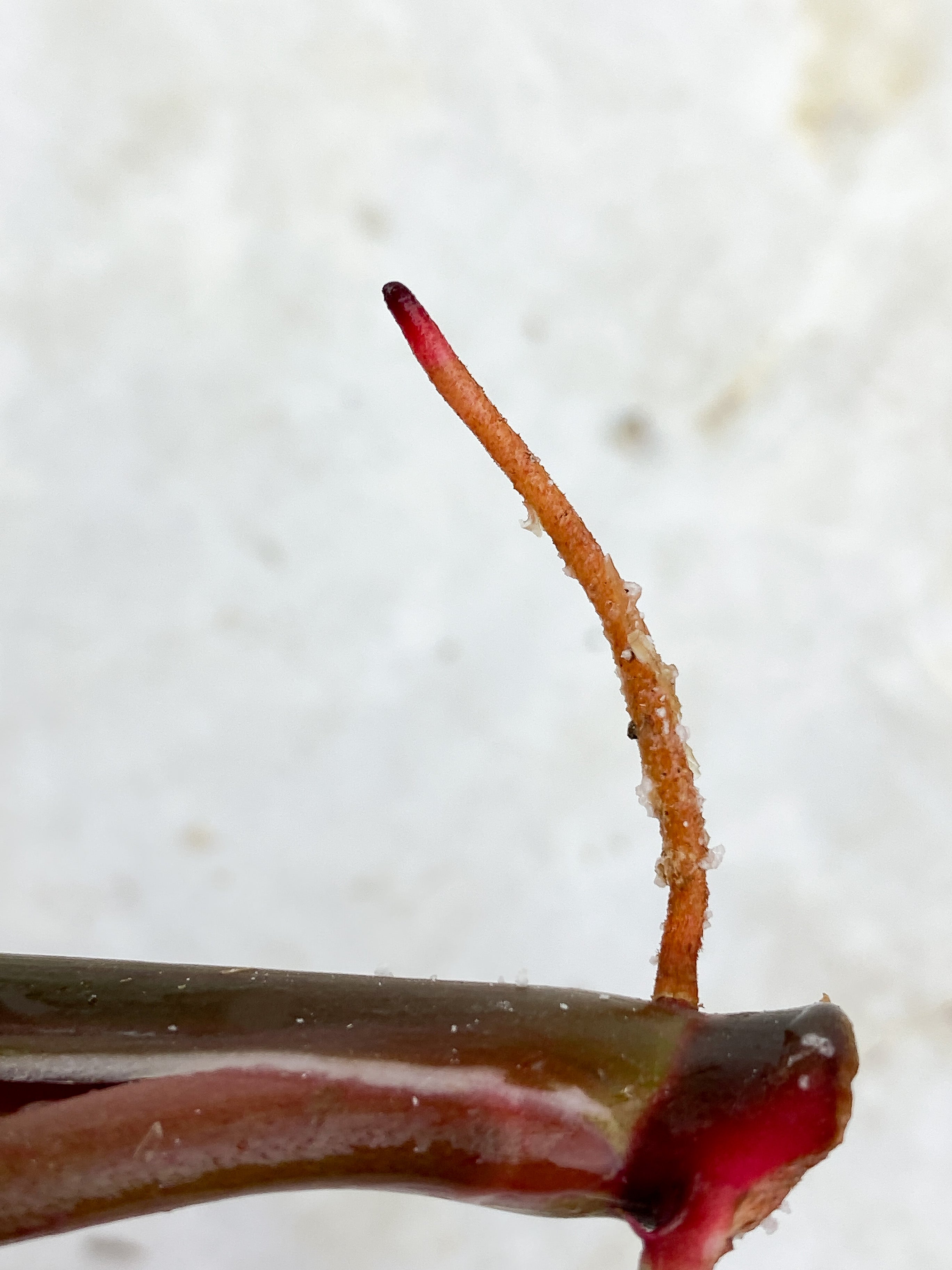 Philodendron White Knight Tricolor Rooting Top cutting 2 leaves 1 extra node