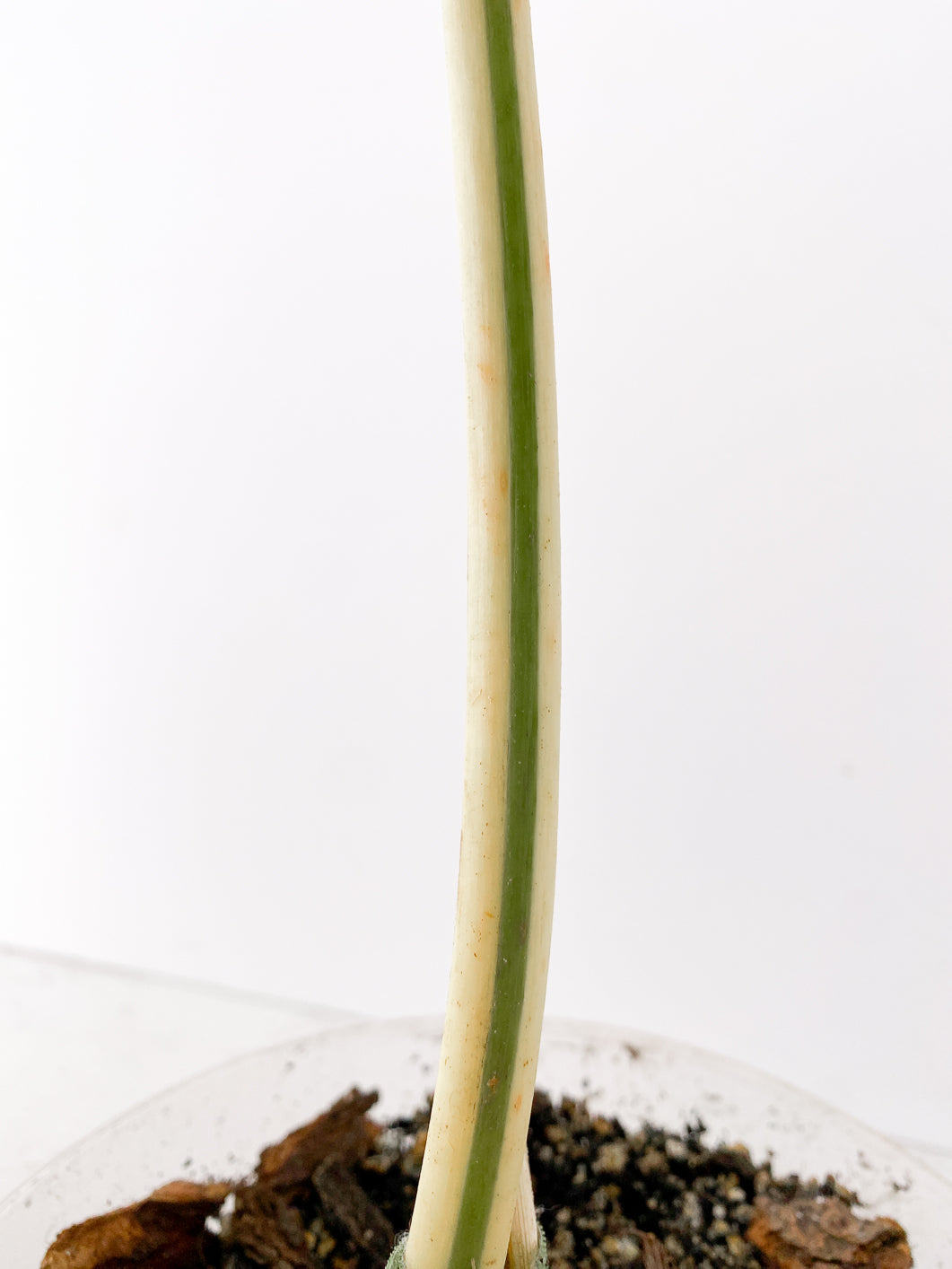 Philodendron Golden Dragon Variegated narrow form  1 leaf 1 active bud rooted