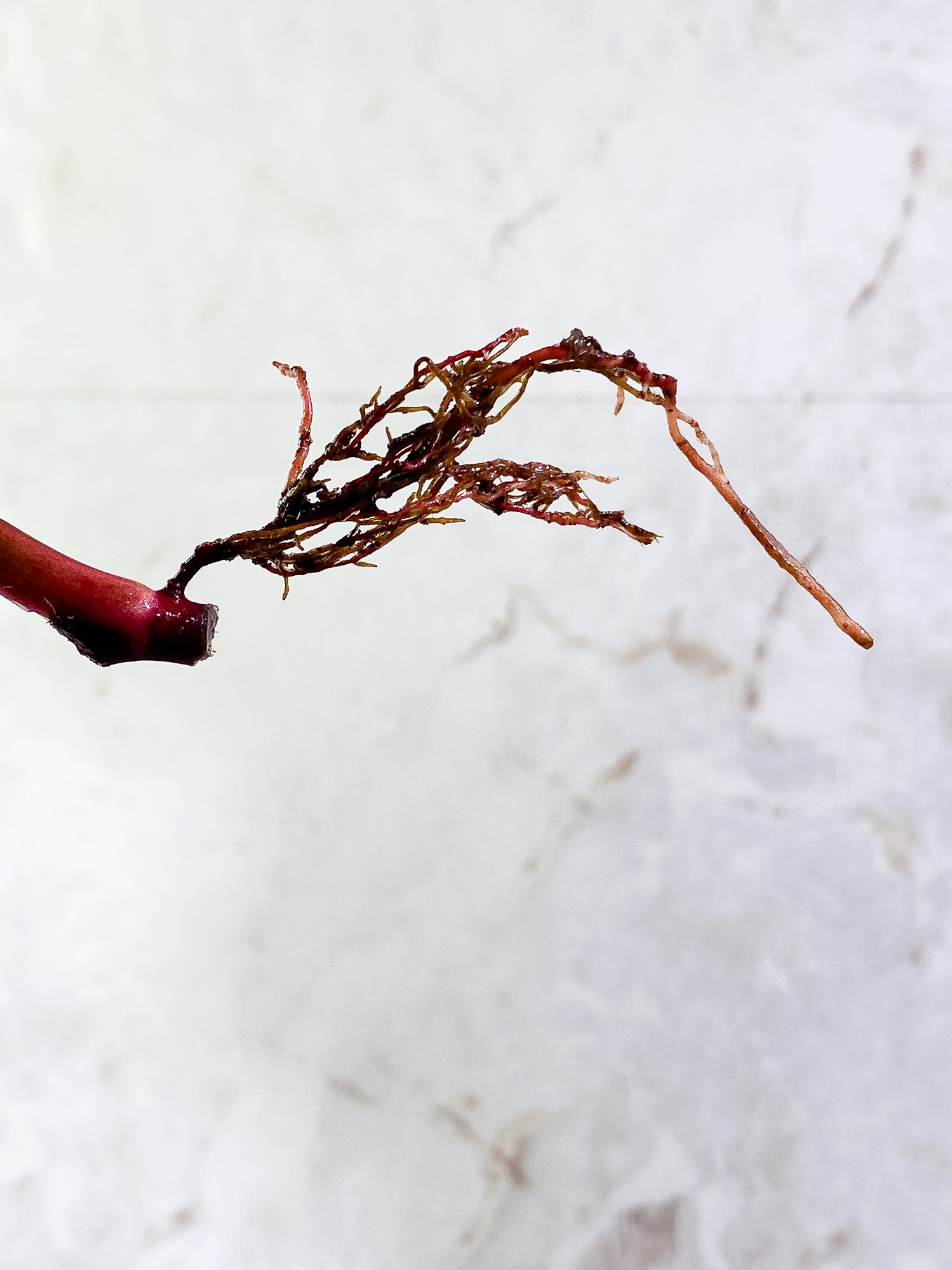 Philodendron strawberry Shake 1 leaf Rooted