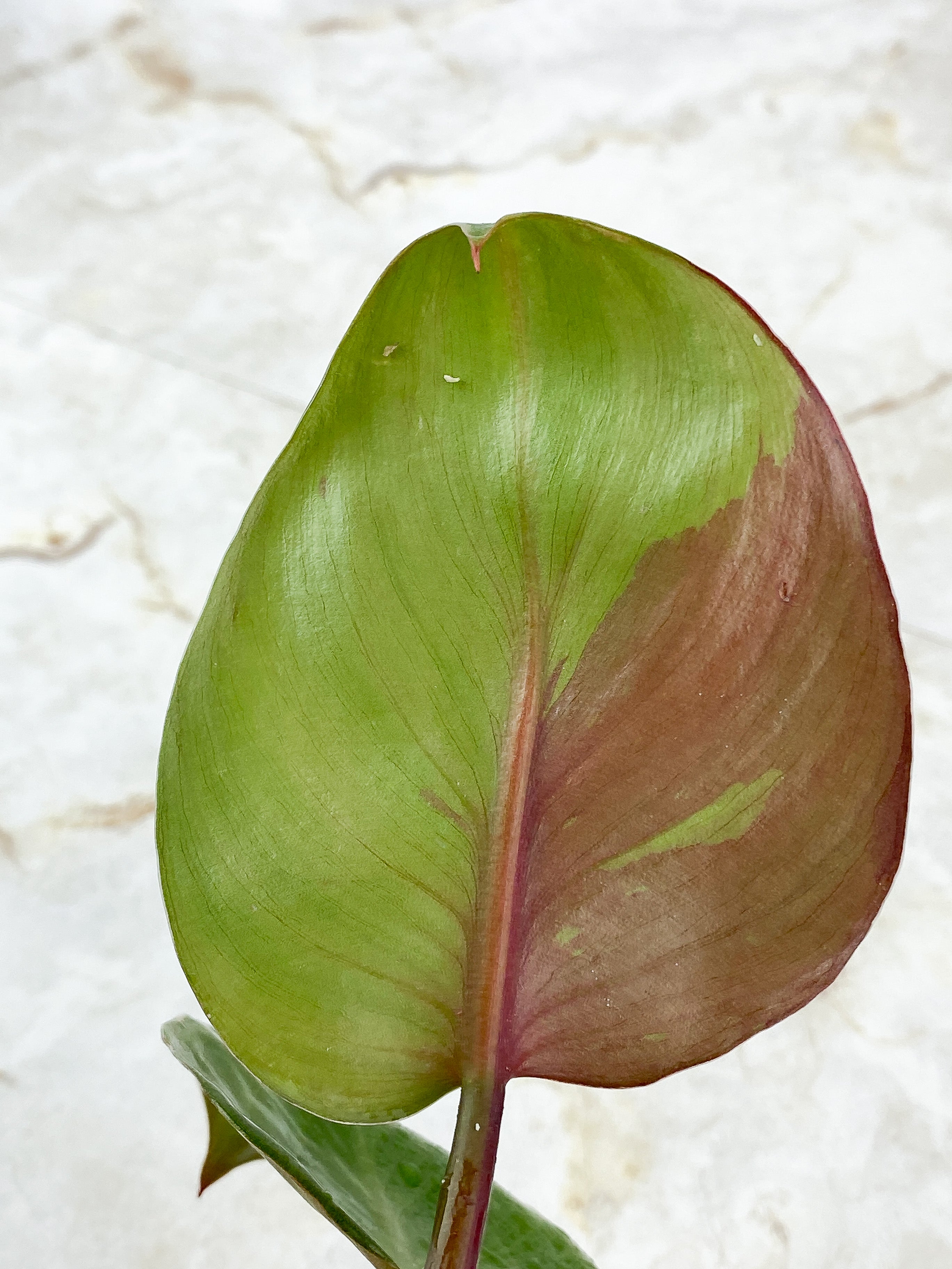 Philodendron White Knight Tricolor Rooting Top cutting 2 leaves 1 extra node