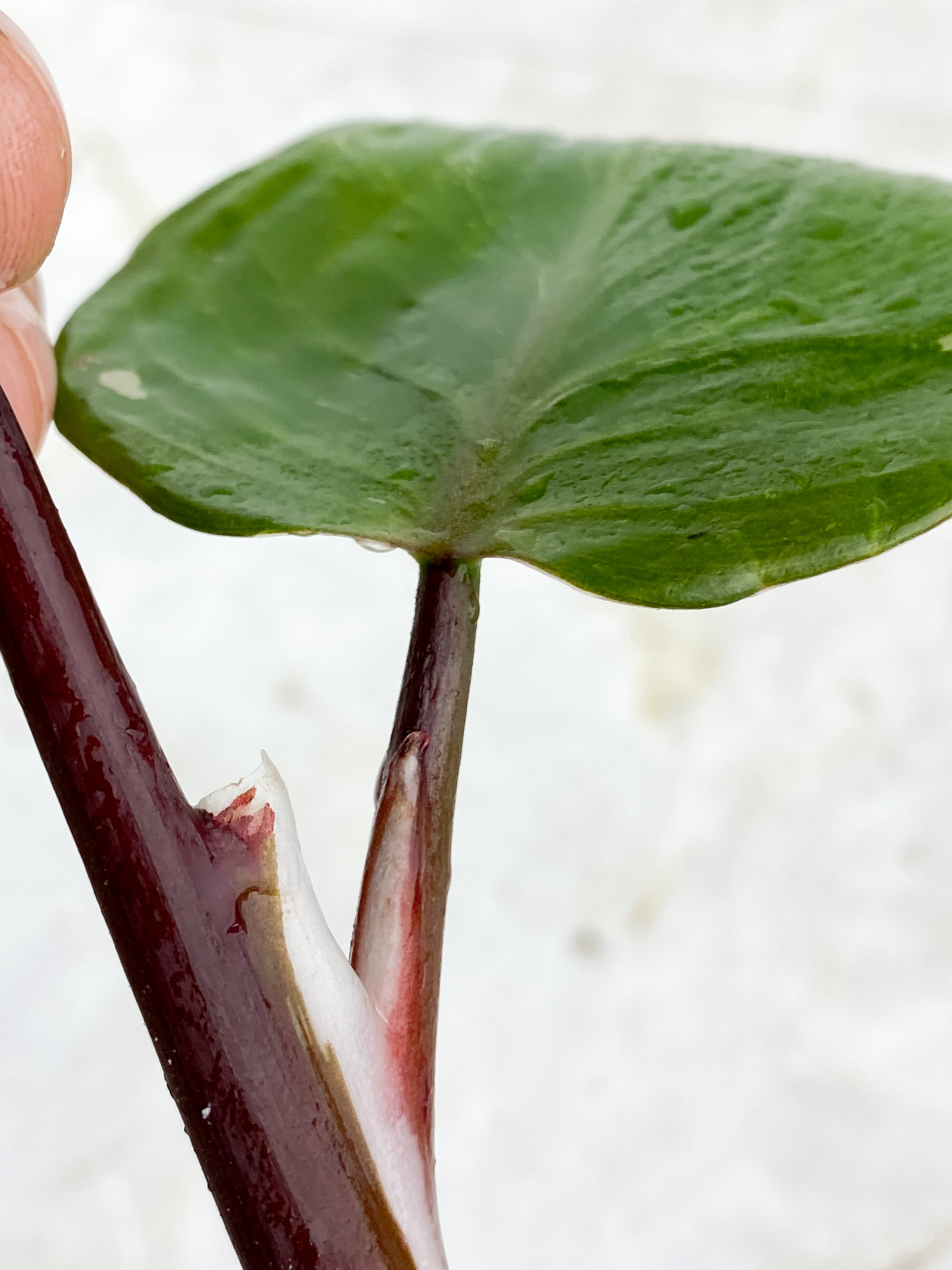 Philodendron White Knight Tricolor Rooting Top cutting 2 leaves 1 extra node