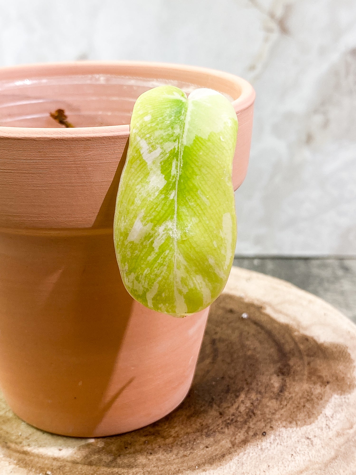 Philodendron Florida Beauty 1 leaf 1sprout Rooted