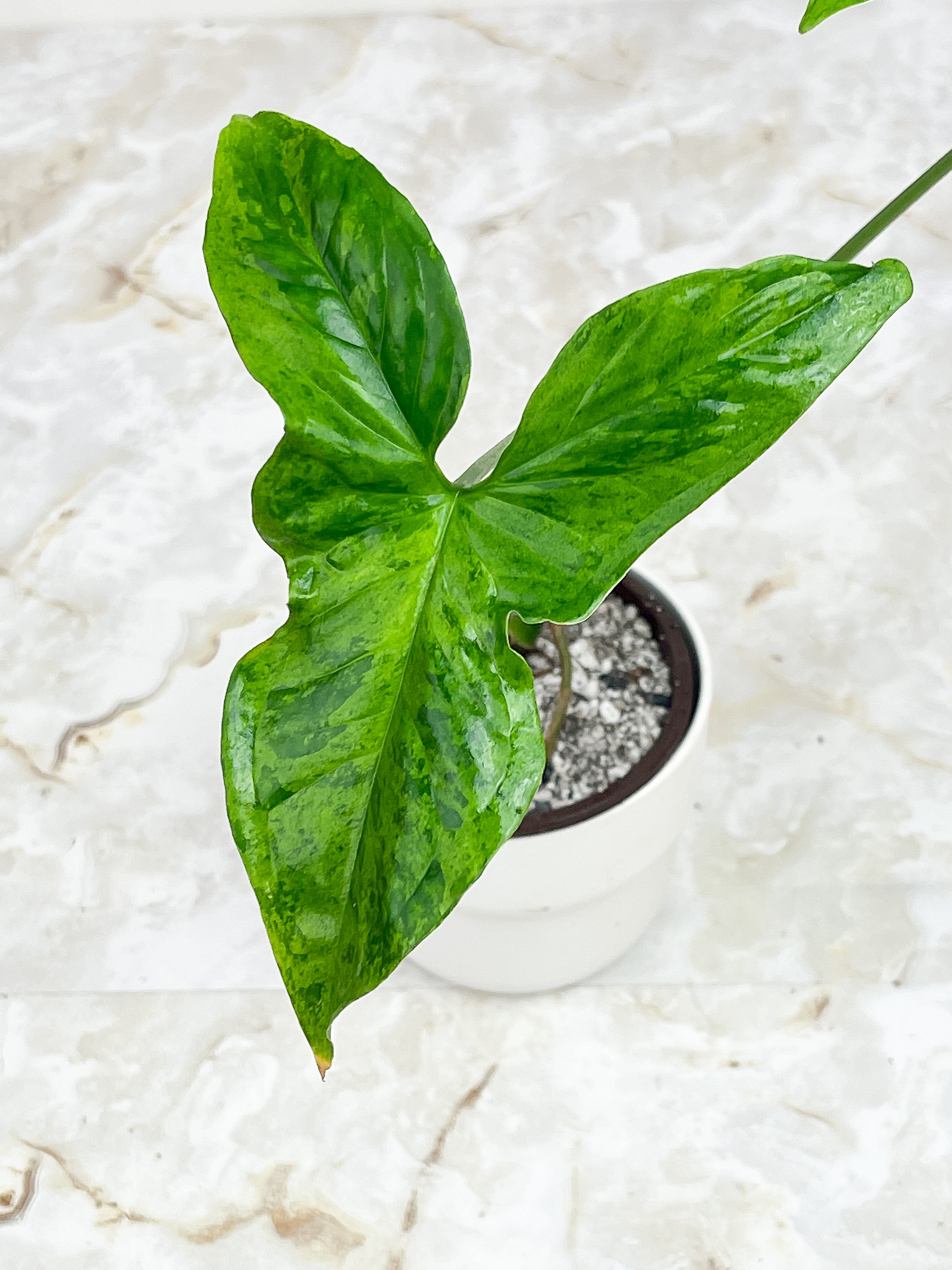 Syngonium Mojito